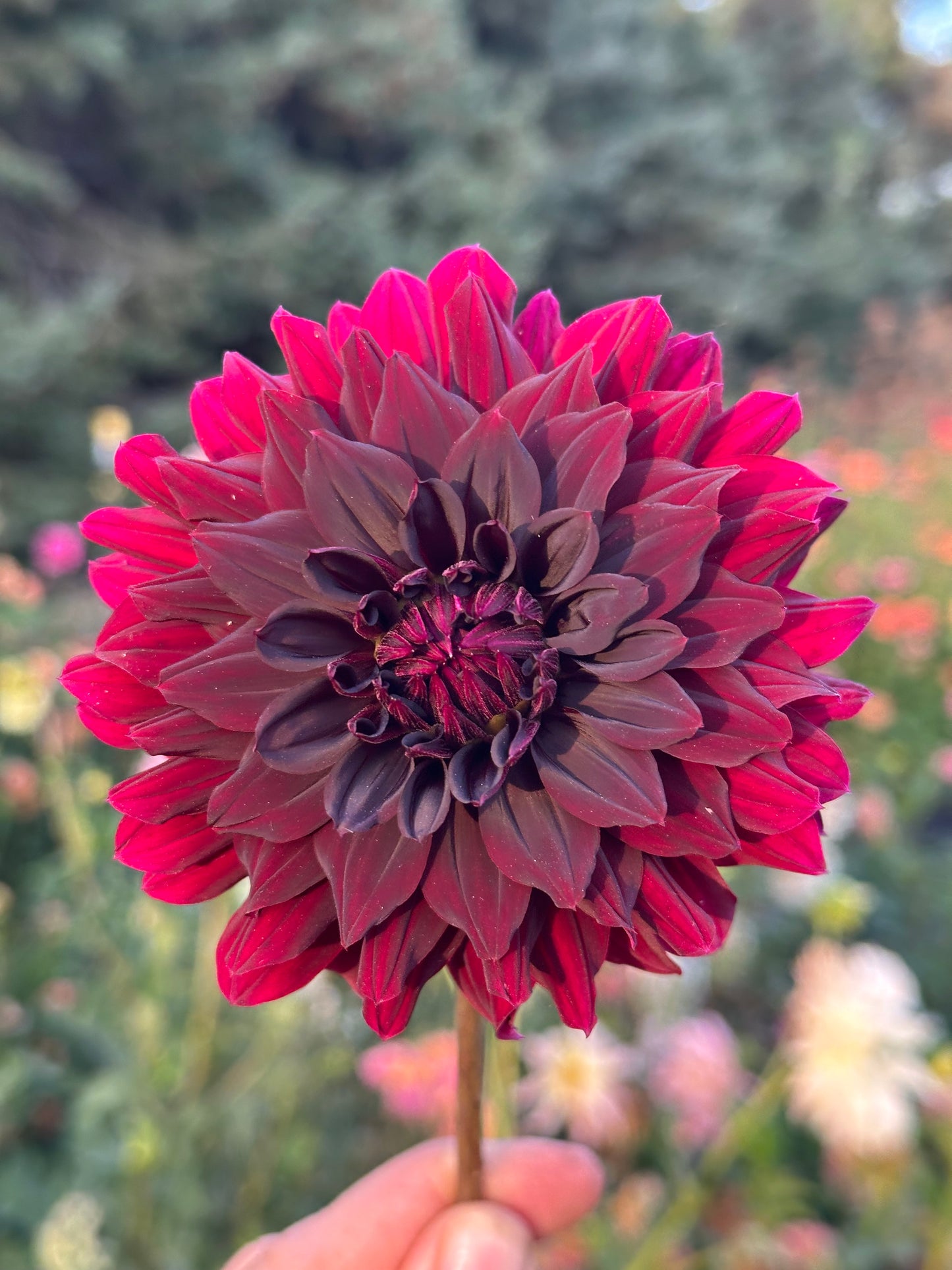 Rip City Dahlia Tuber