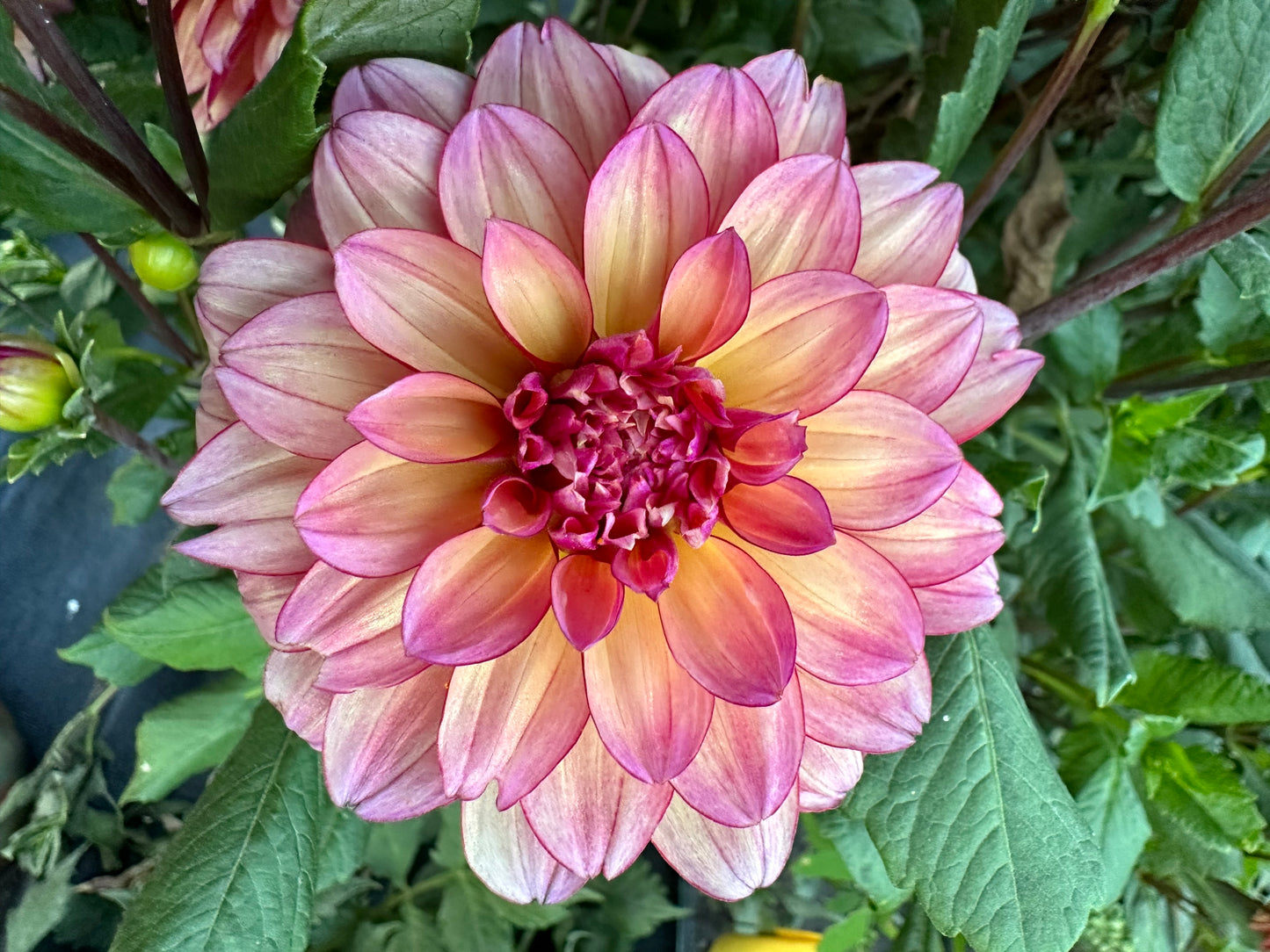 Rawhide Dahlia Tuber