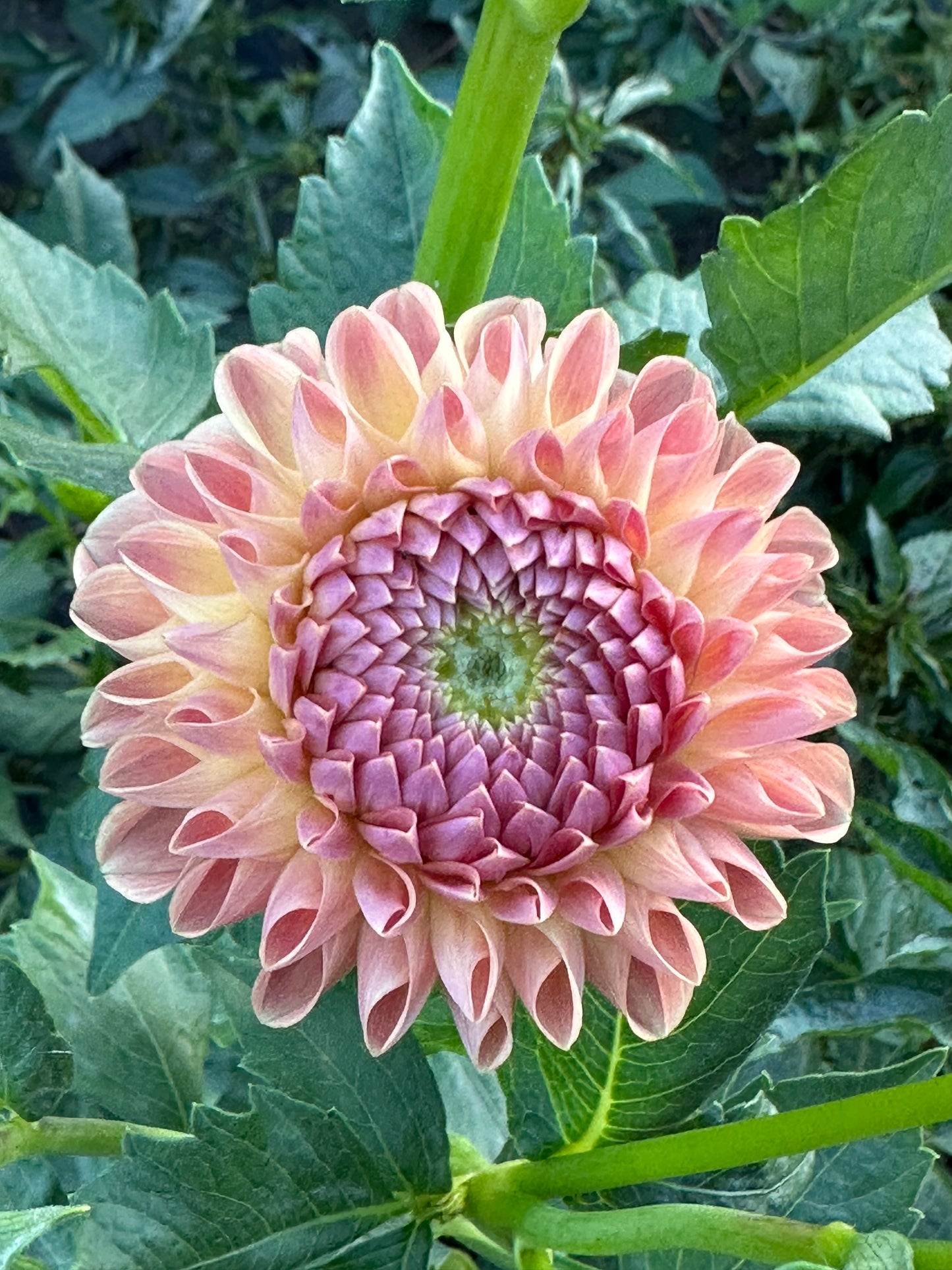 Clearview Peachy Dahlia Tuber