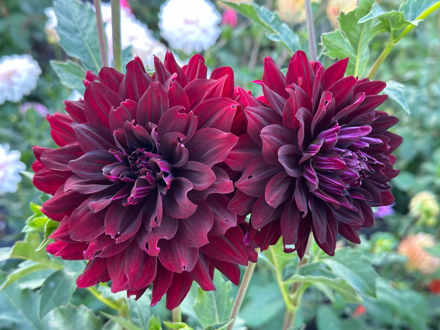 Hollyhill Black Beauty