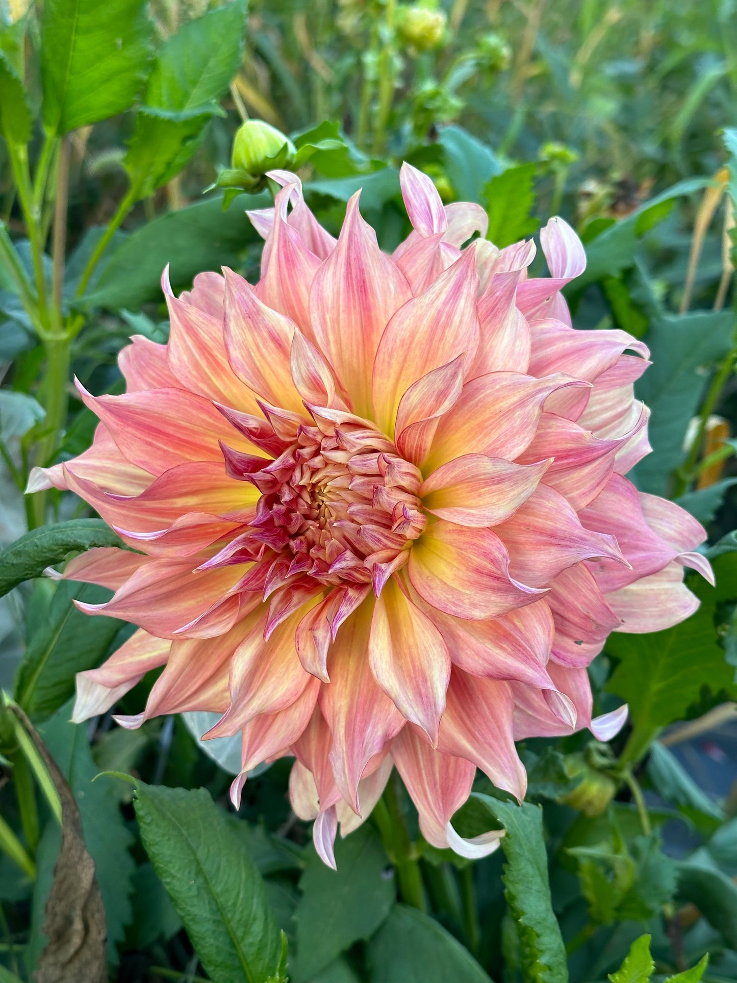 Penhill Watermelon Dahlia Tuber