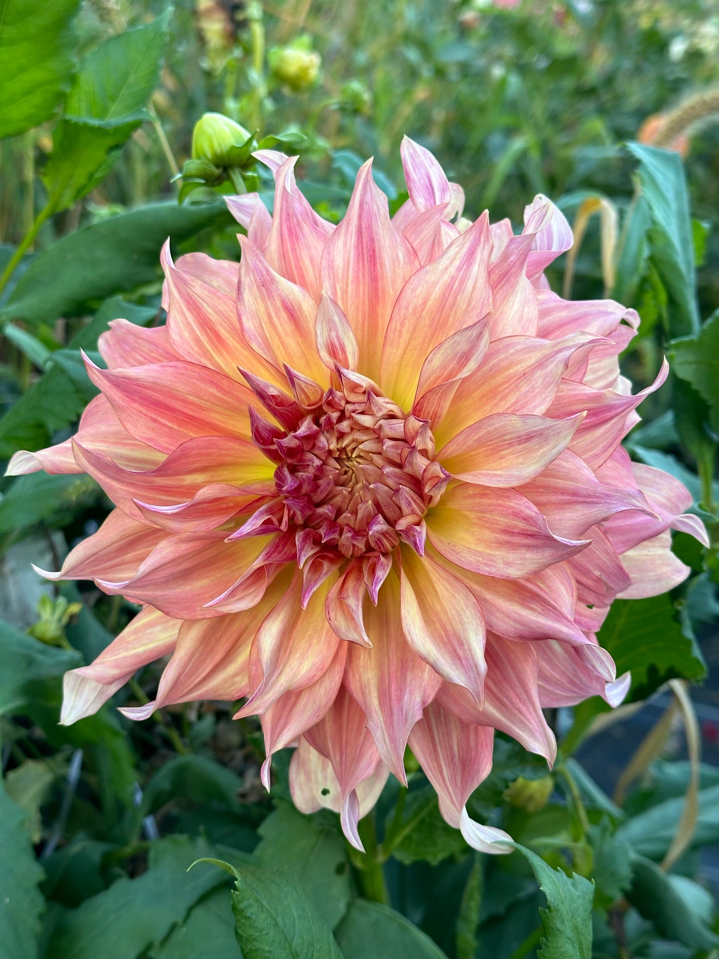 Penhill Watermelon Dahlia Tuber