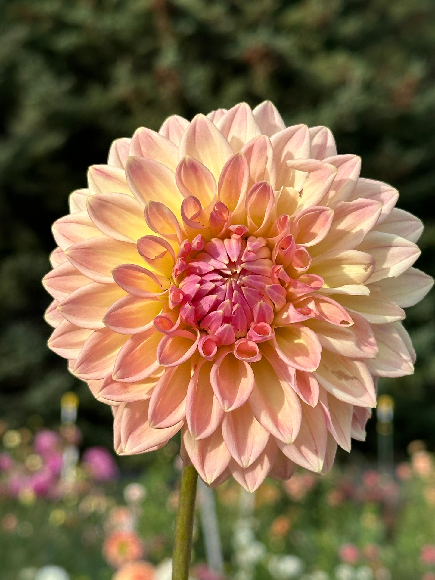 Bloomquist Alan Dahlia Tuber