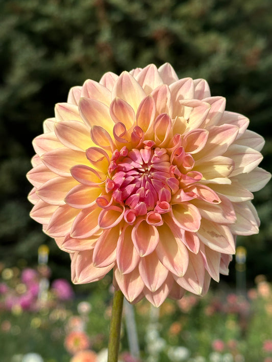 Bloomquist Alan Dahlia Tuber