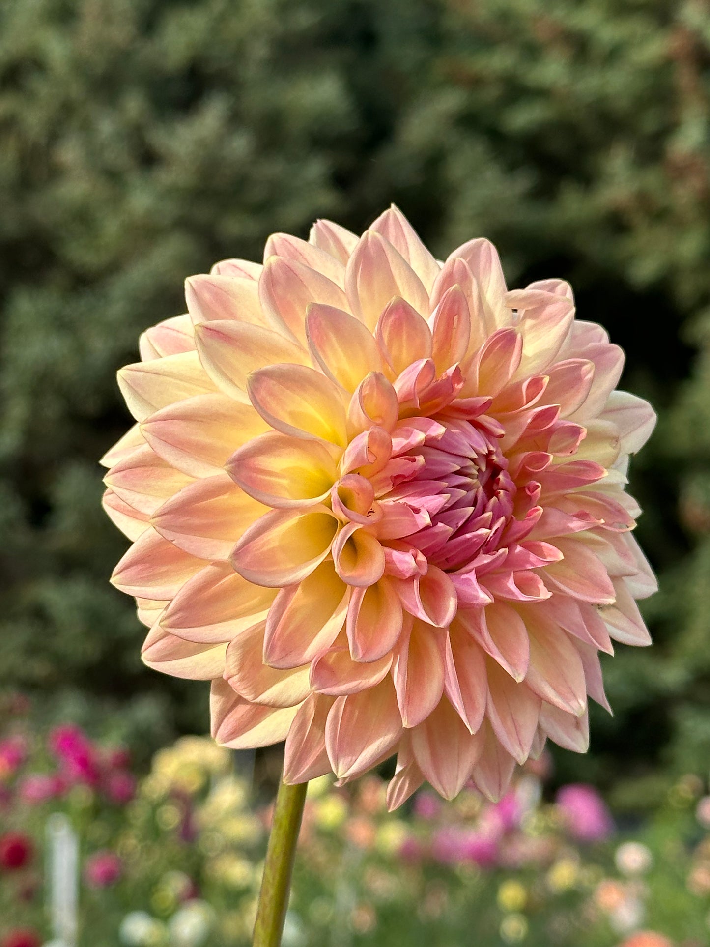 Bloomquist Alan Dahlia Tuber