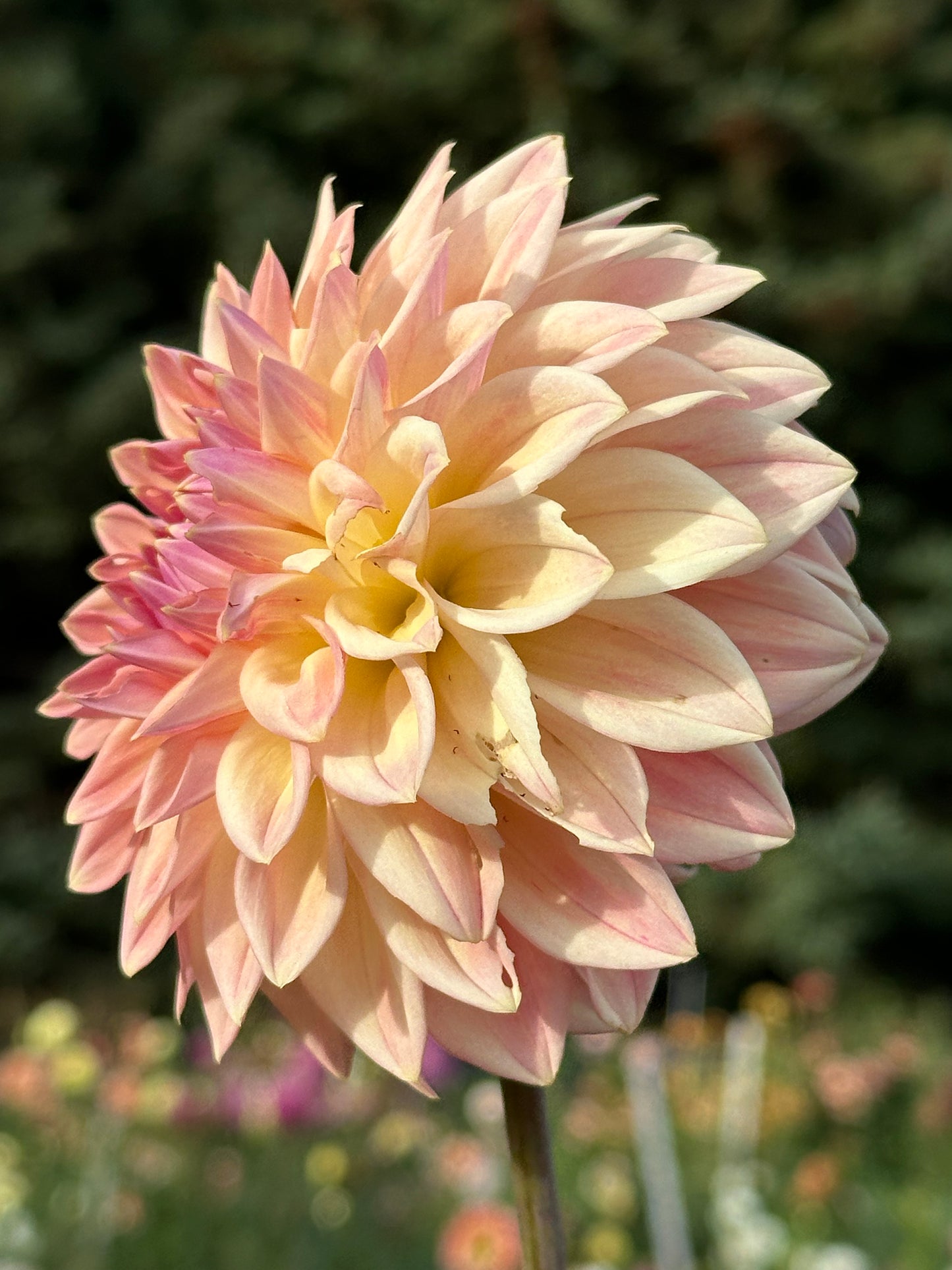 Bloomquist Alan Dahlia Tuber