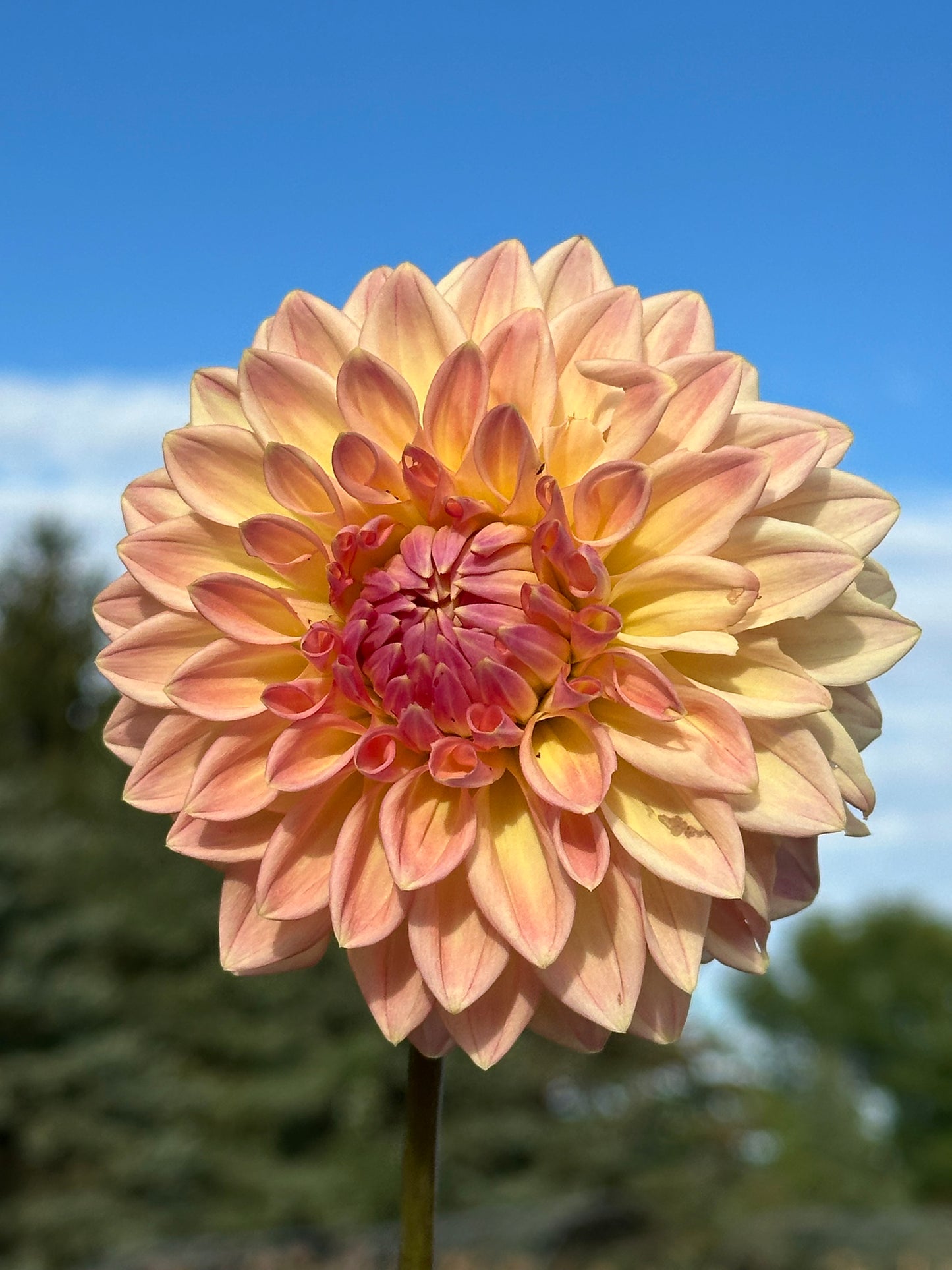 Bloomquist Alan Dahlia Tuber