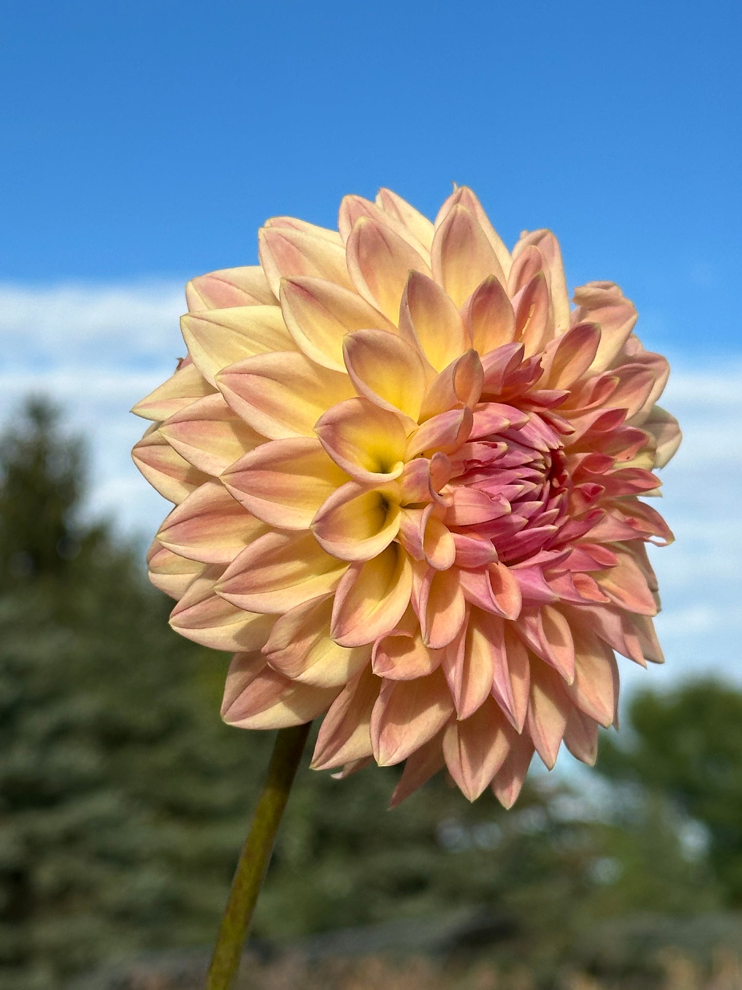Bloomquist Alan Dahlia Tuber