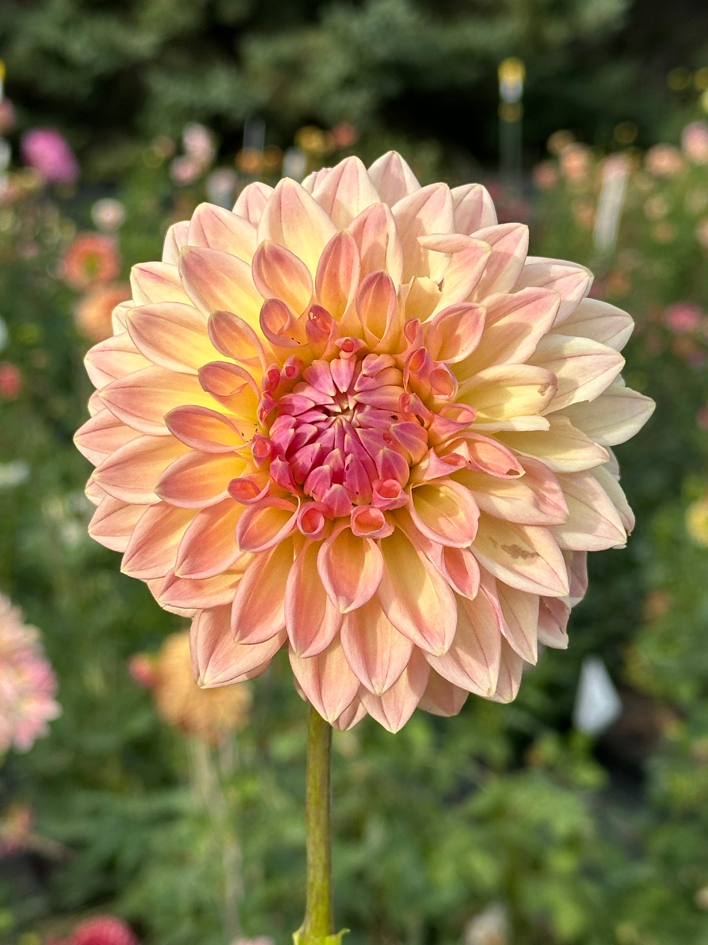 Bloomquist Alan Dahlia Tuber