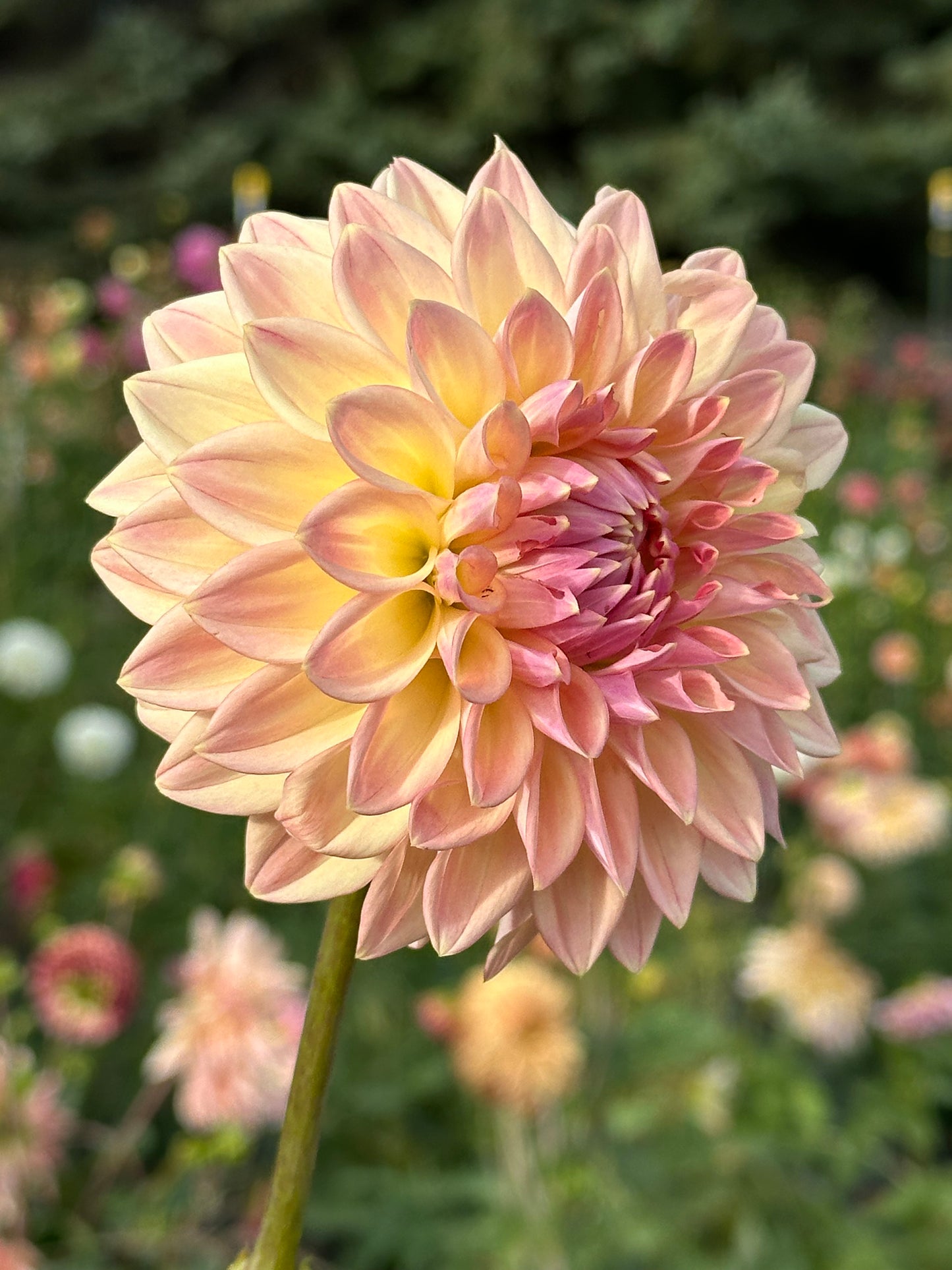 Bloomquist Alan Dahlia Tuber