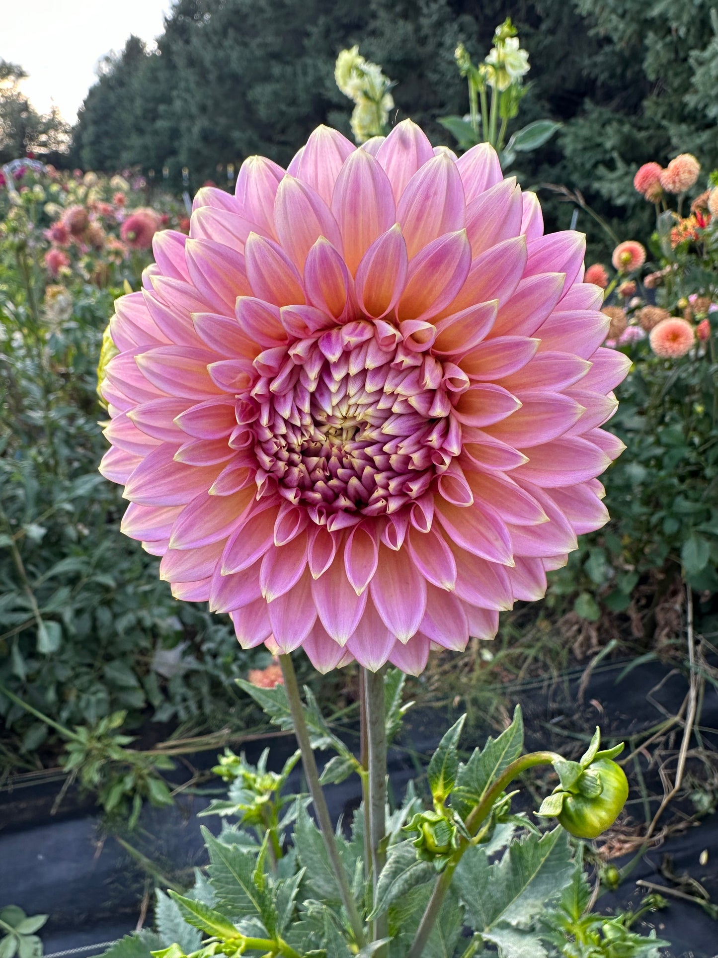 Bloomquist Mojo Dahlia