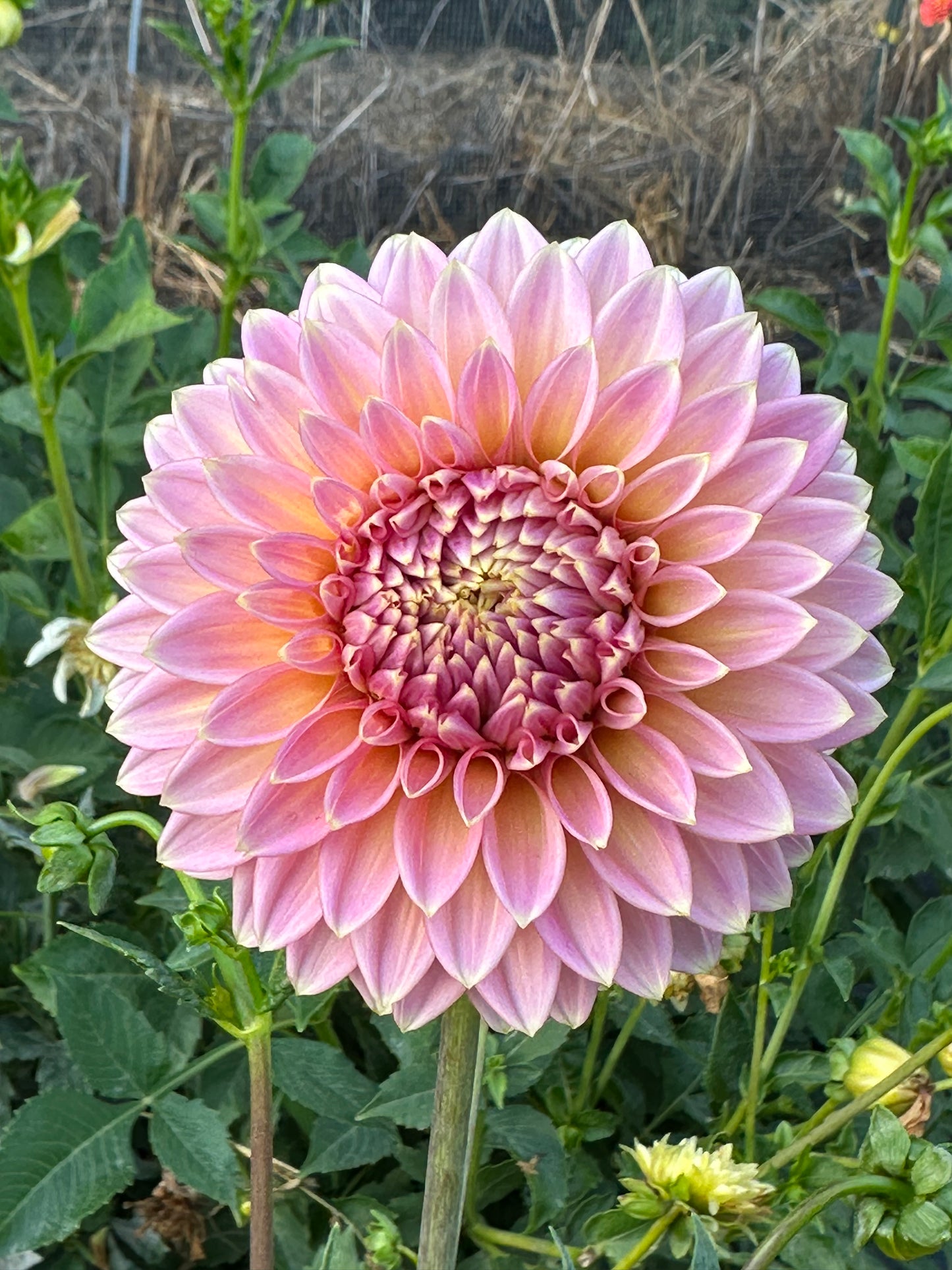 Bloomquist Mojo Dahlia