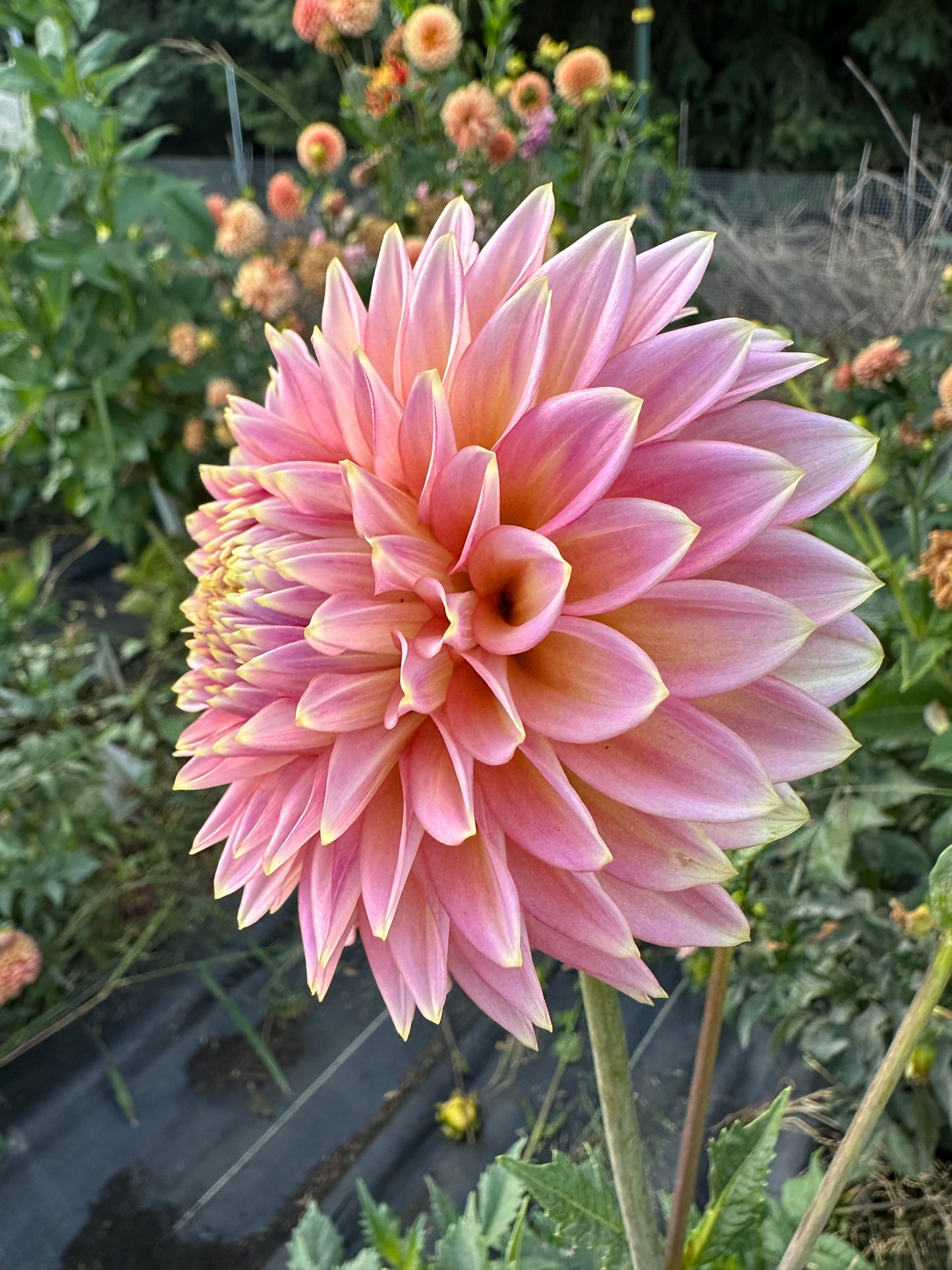 Bloomquist Mojo Dahlia