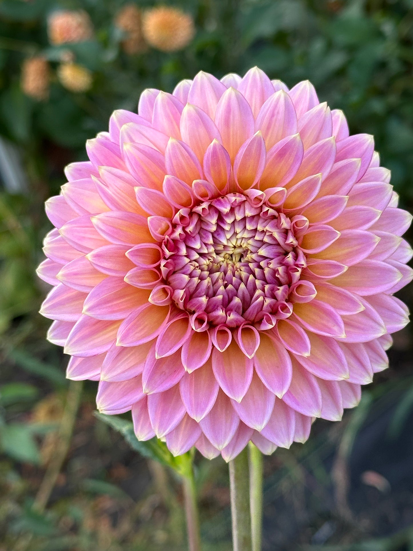 Bloomquist Mojo Dahlia
