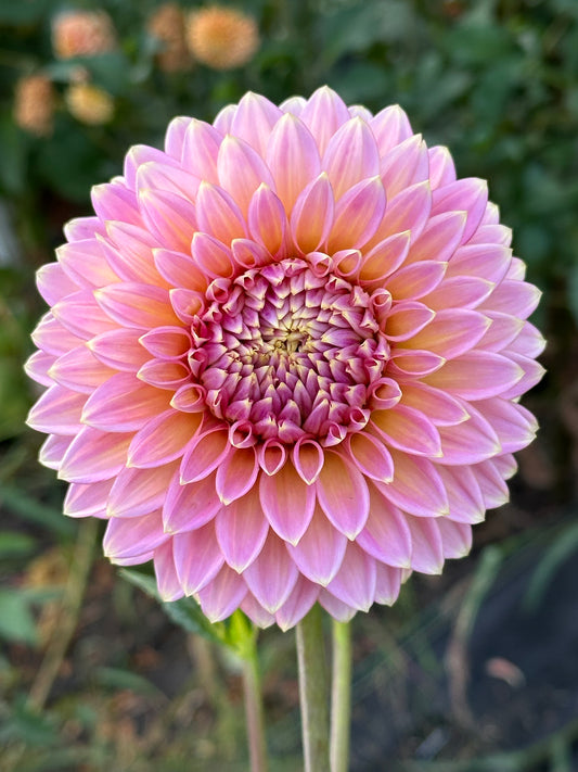 Bloomquist Mojo Dahlia