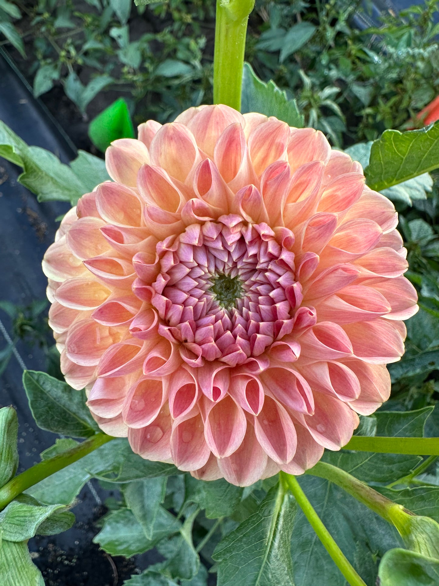 Clearview Peachy Dahlia Tuber