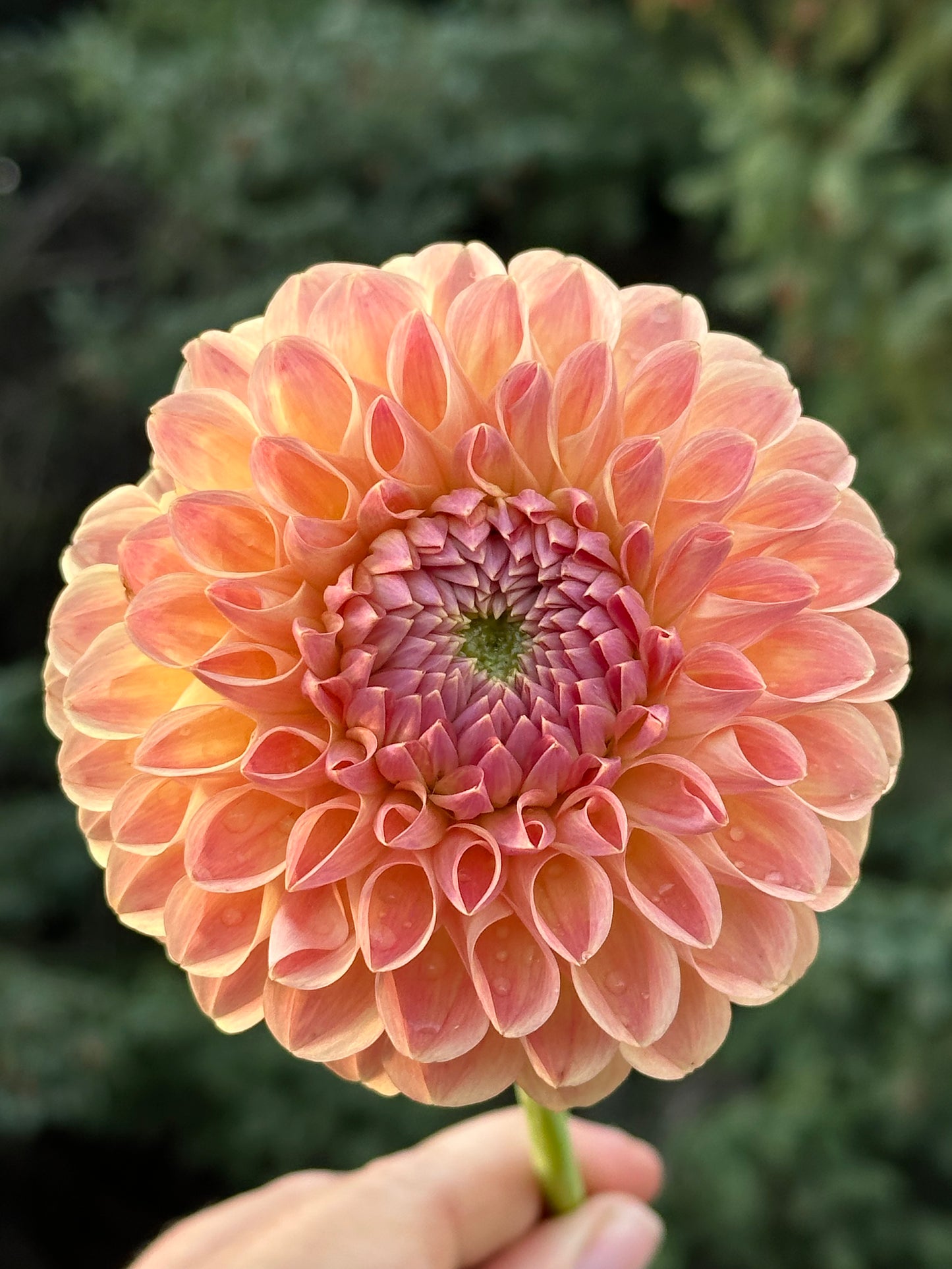 Clearview Peachy Dahlia Tuber