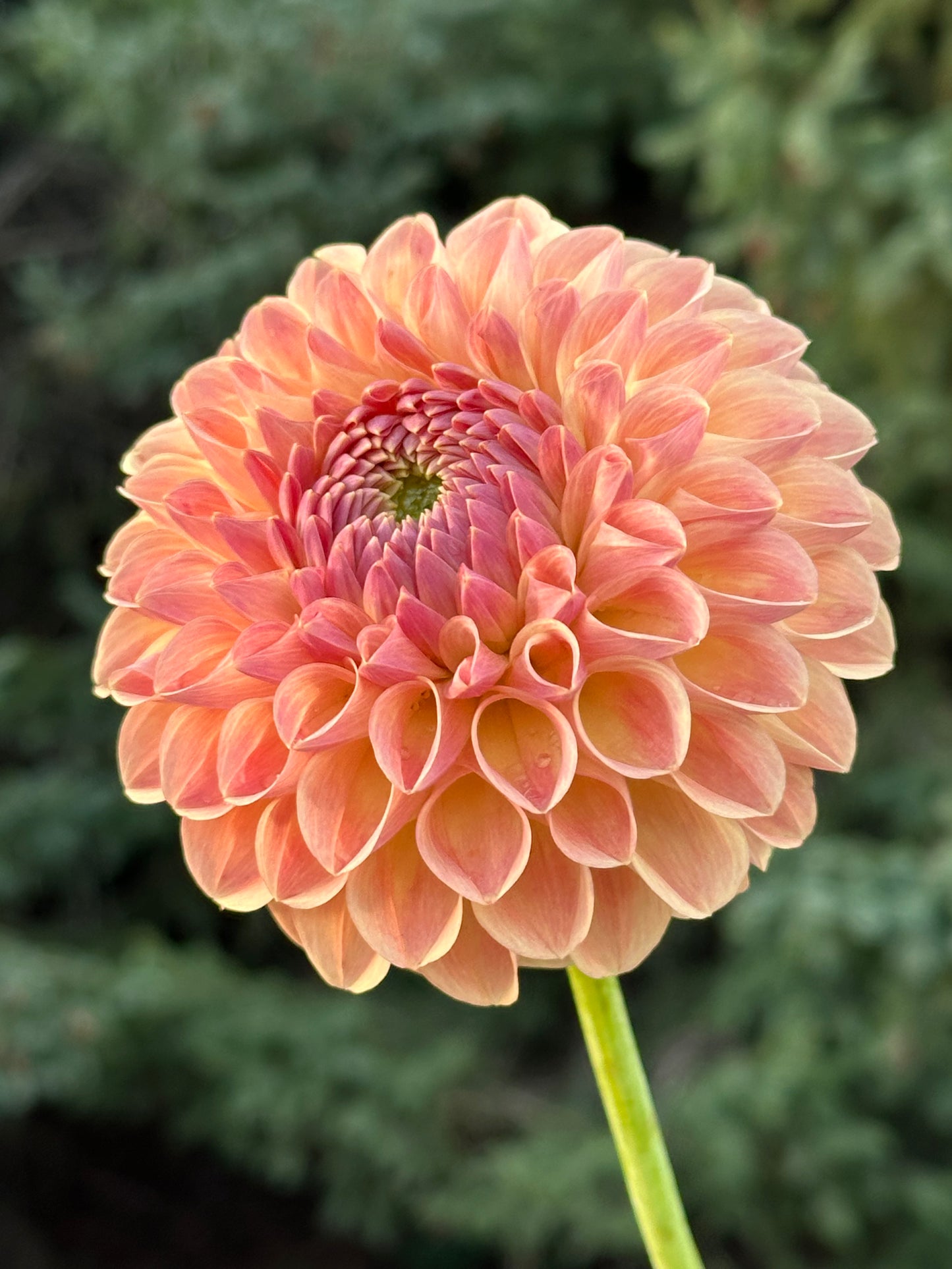 Clearview Peachy Dahlia Tuber