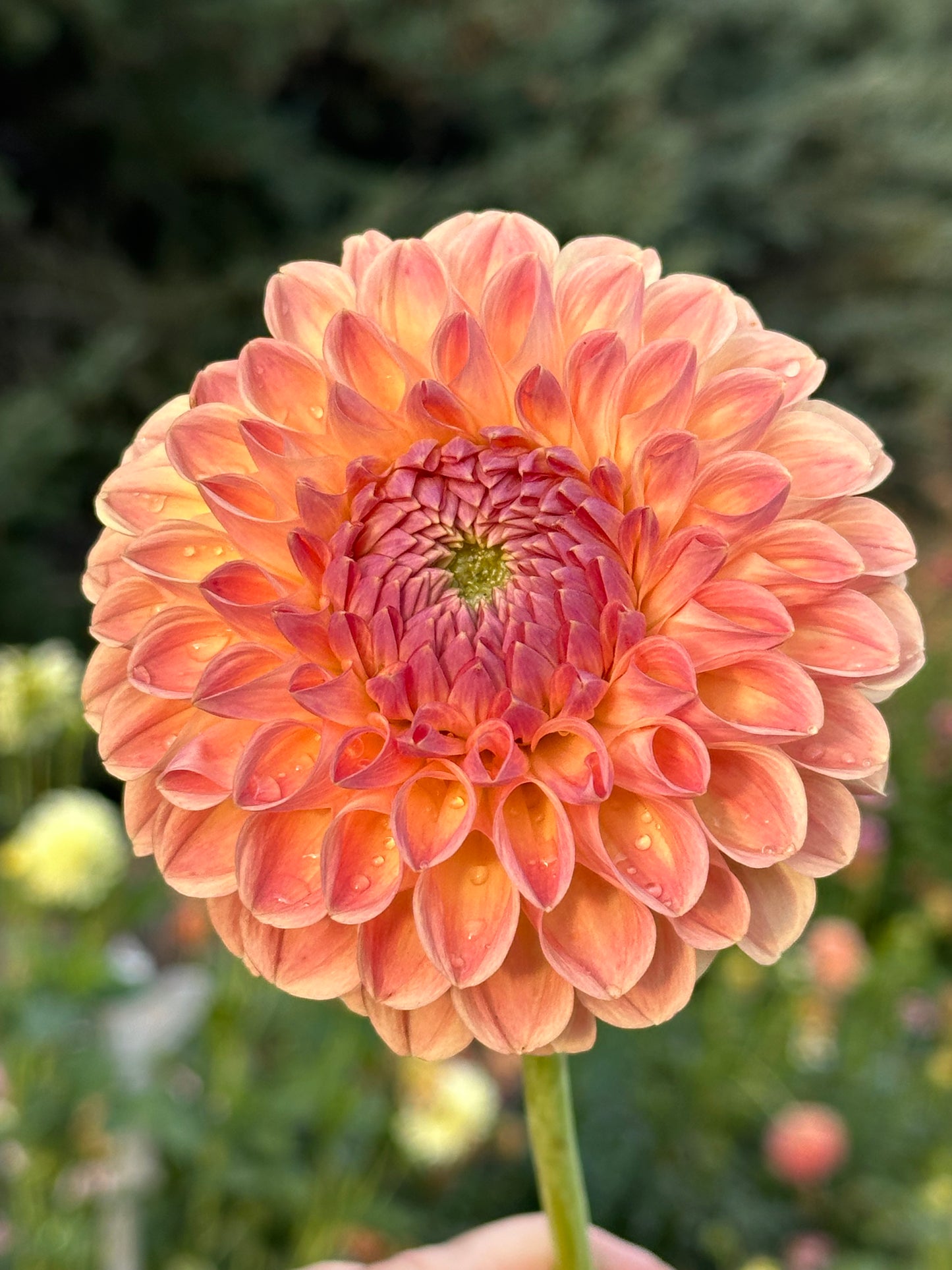 Clearview Peachy Dahlia Tuber