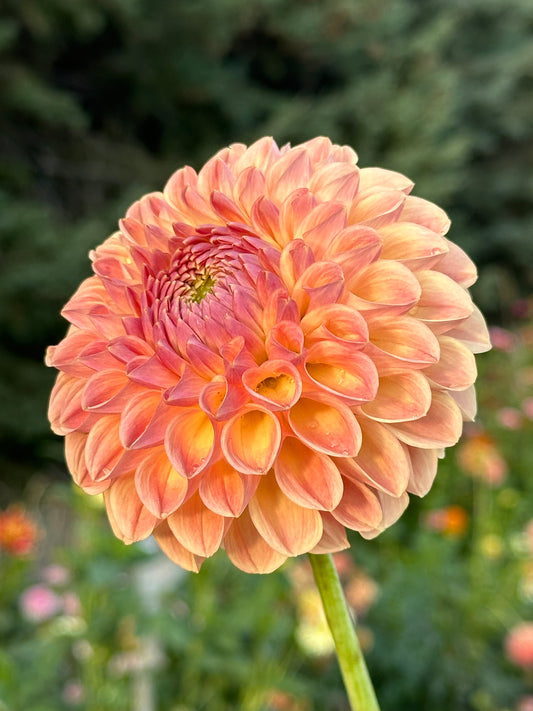 Clearview Peachy Dahlia Tuber