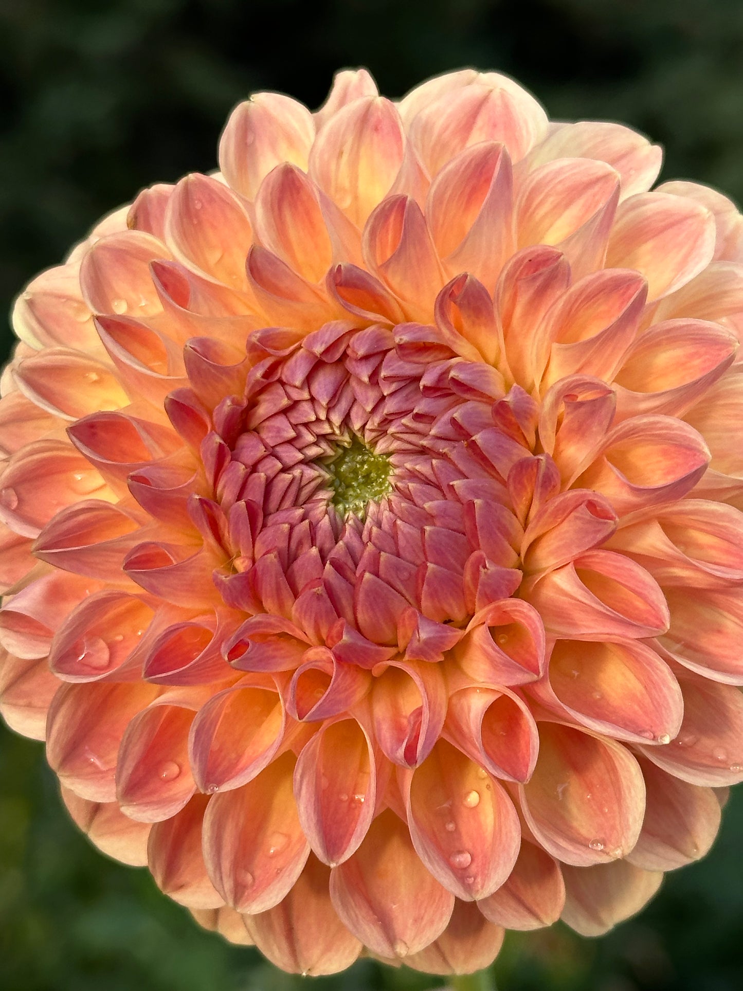 Clearview Peachy Dahlia Tuber