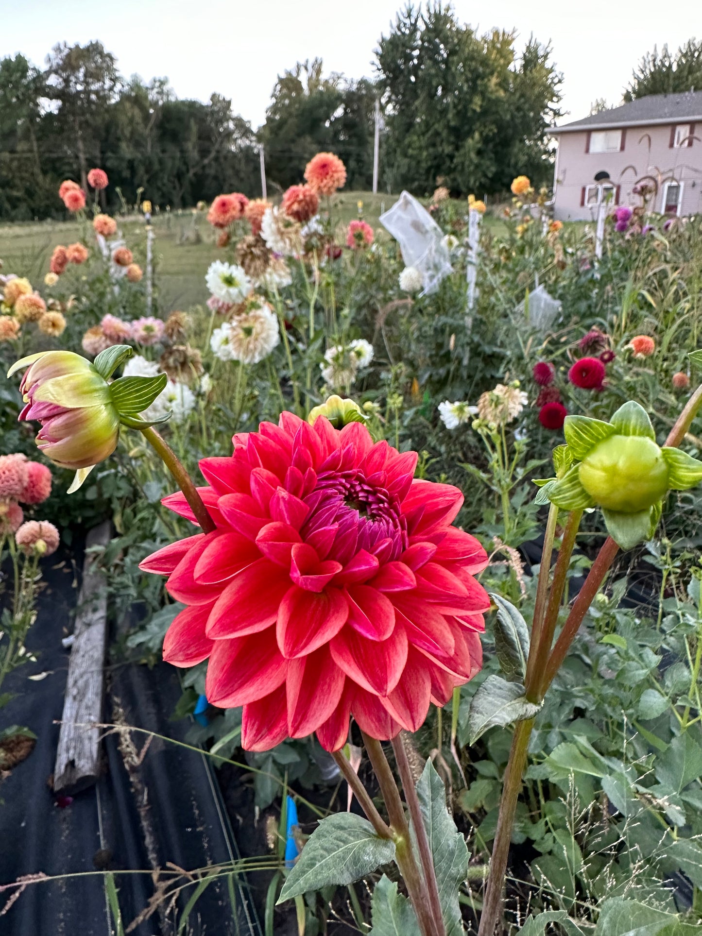All That Jazz Dahlia Tuber