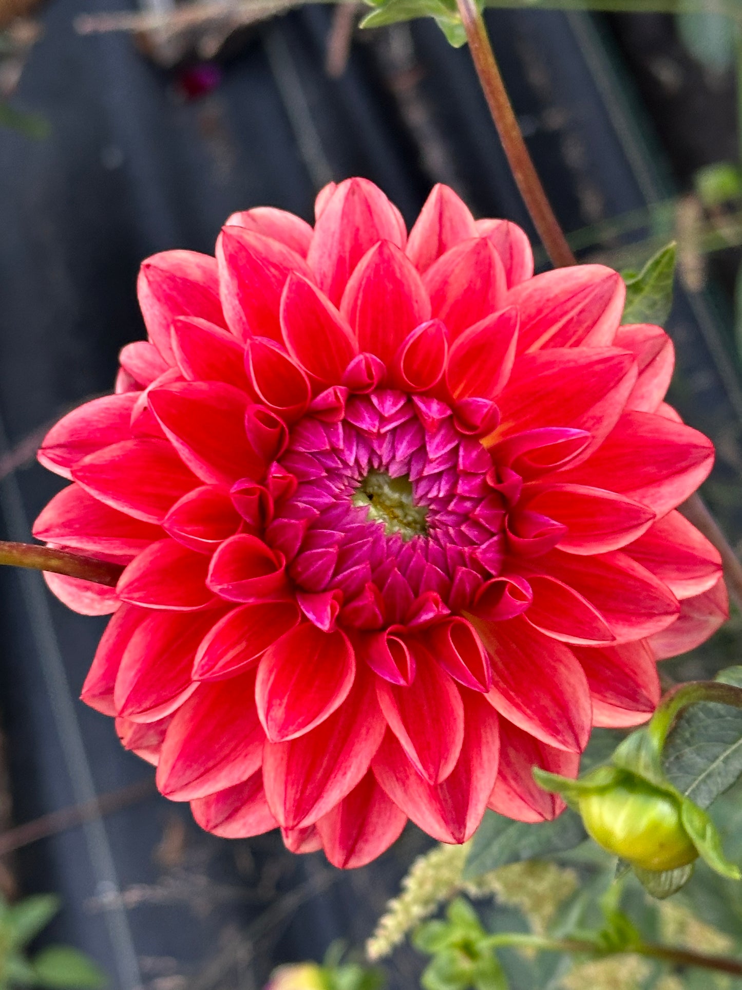 All That Jazz Dahlia Tuber