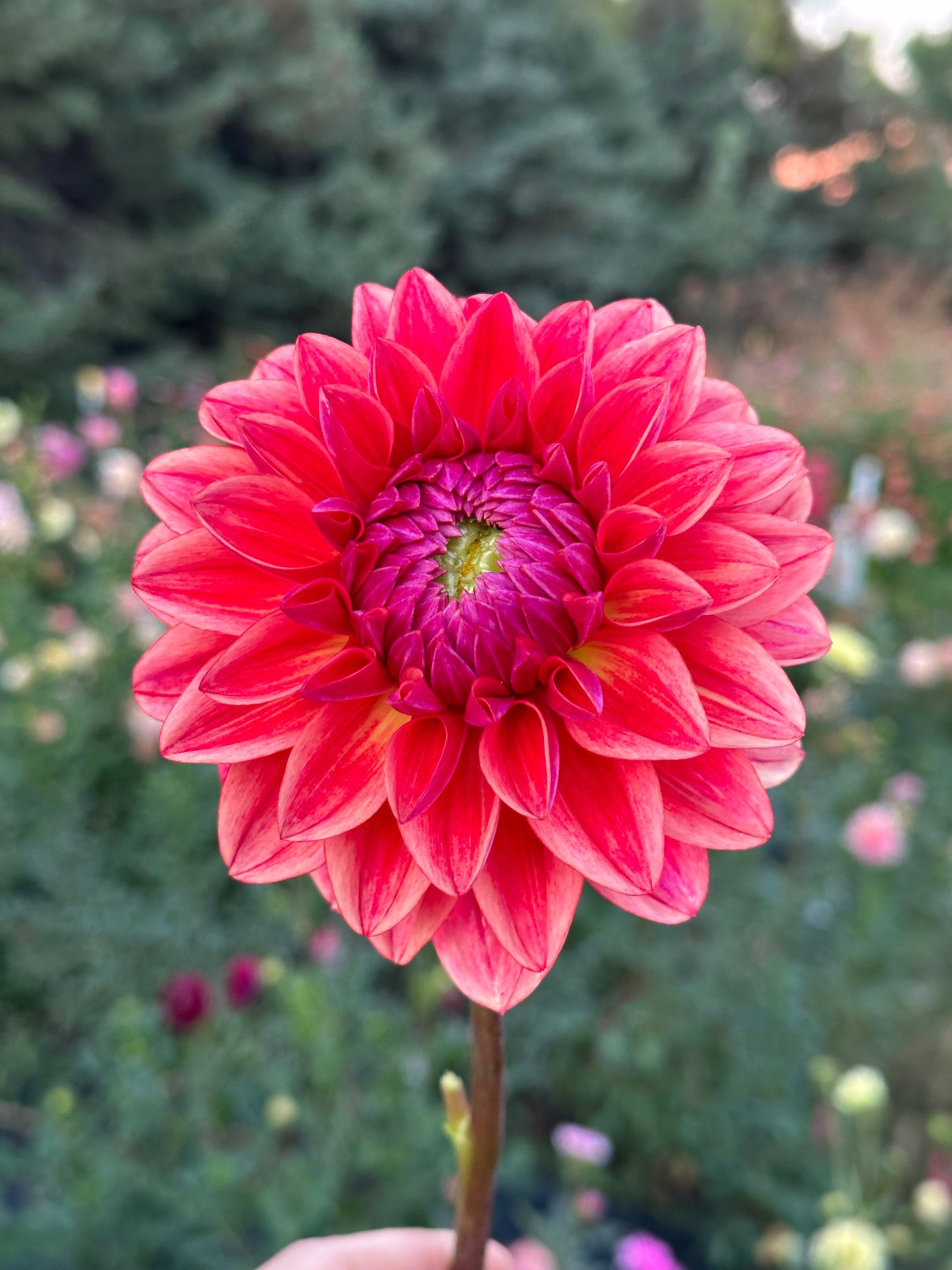 All That Jazz Dahlia Tuber