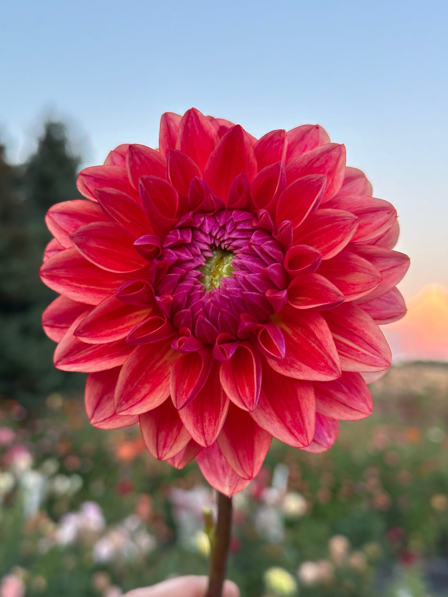 All That Jazz Dahlia Tuber