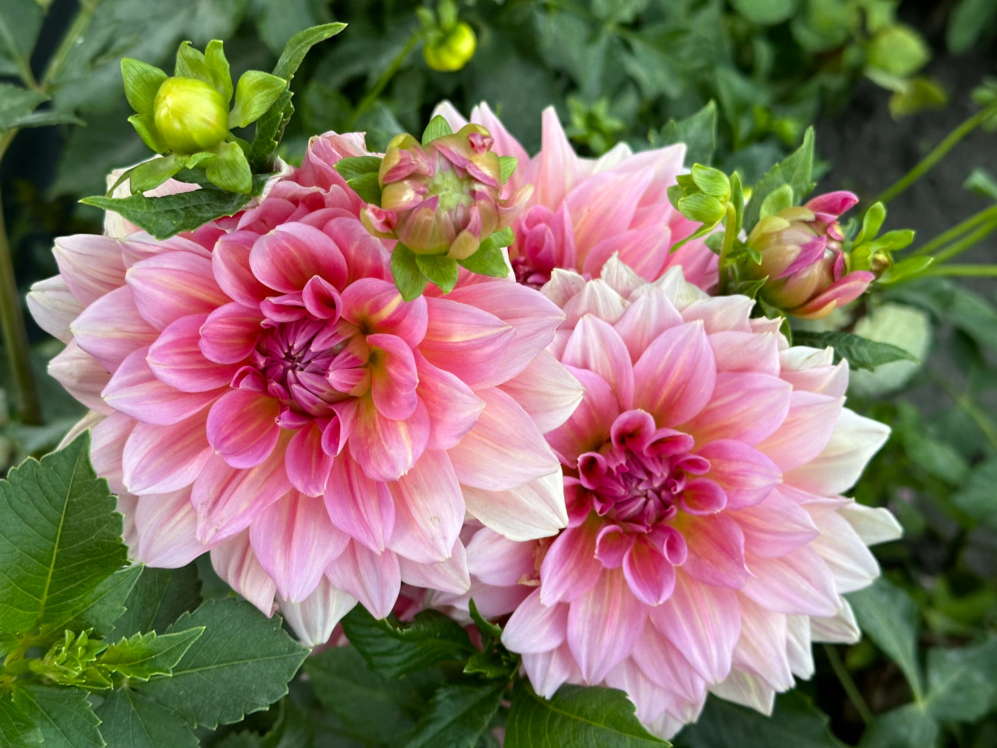 Otto's Thrill Dahlia Tuber