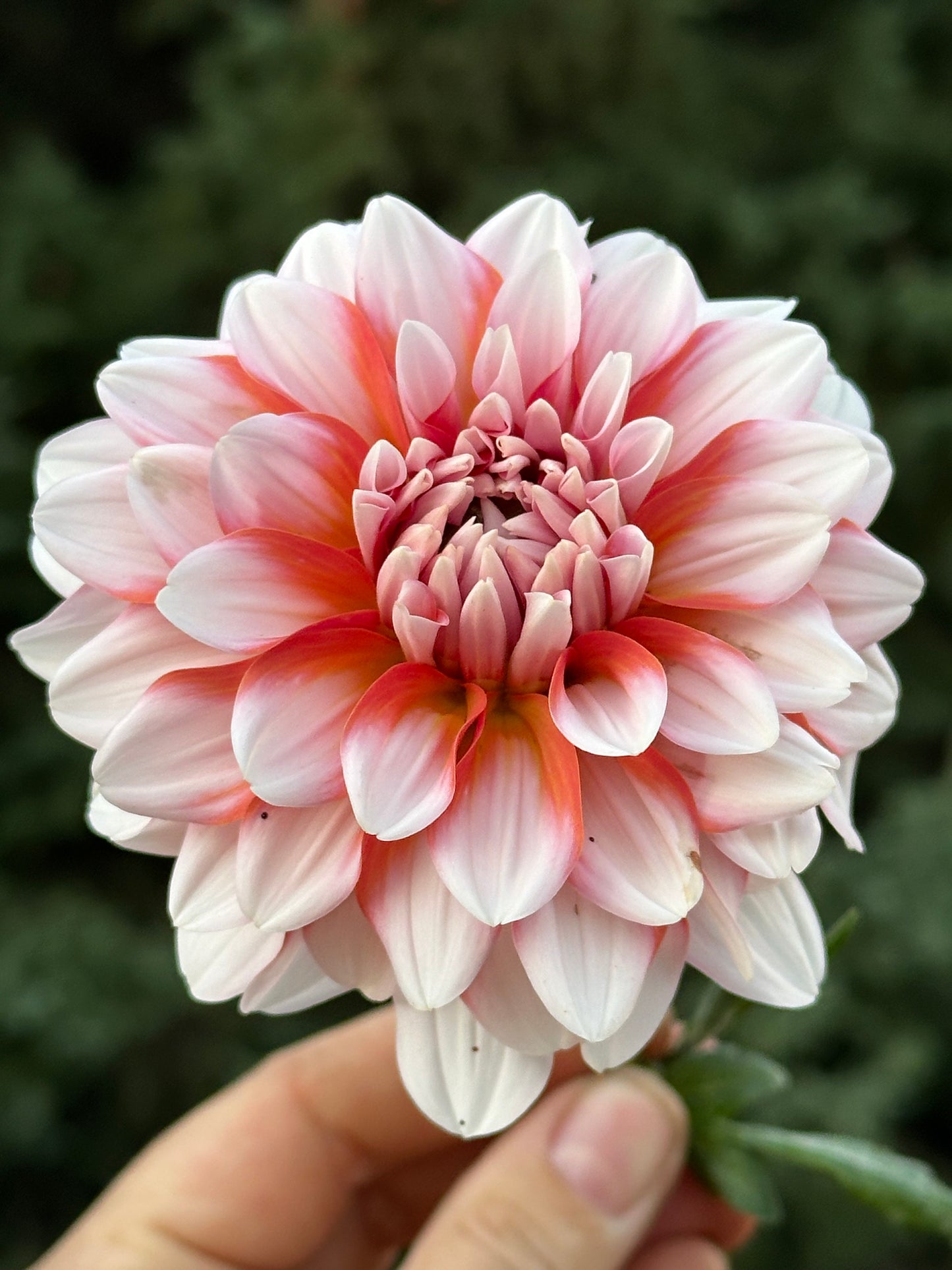 A La Mode Dahlia Tuber