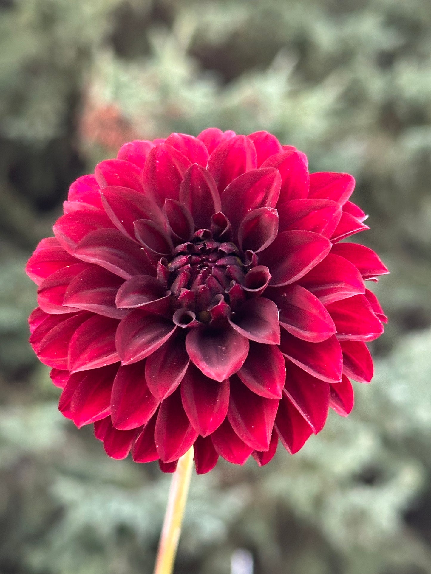 Black Satin Dahlia Tuber
