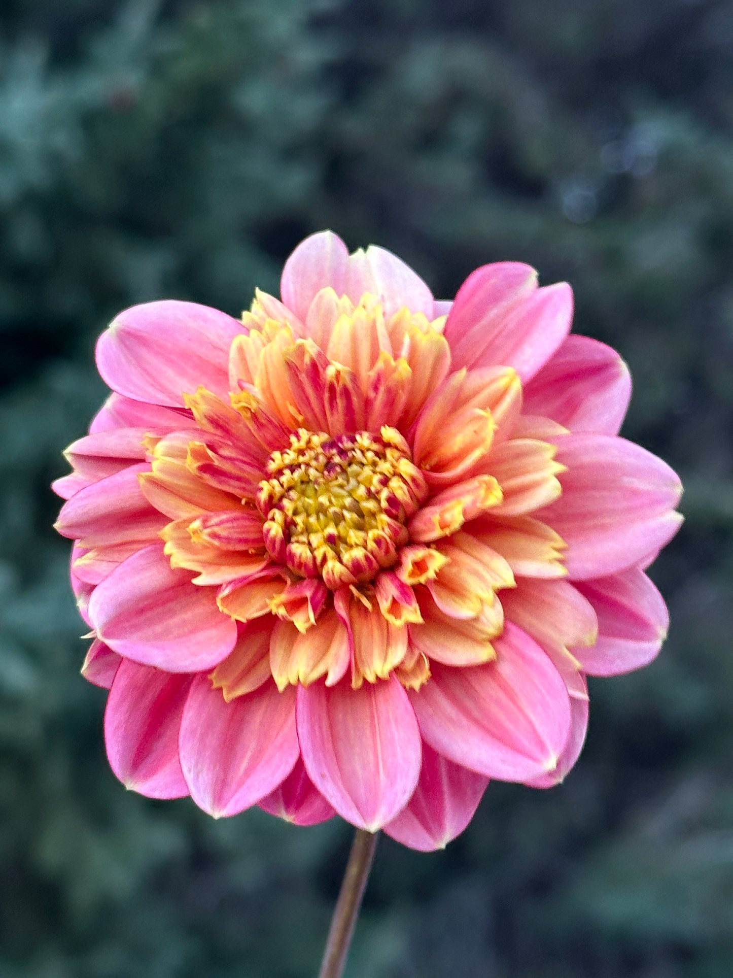 BJ's Rival Dahlia Tuber