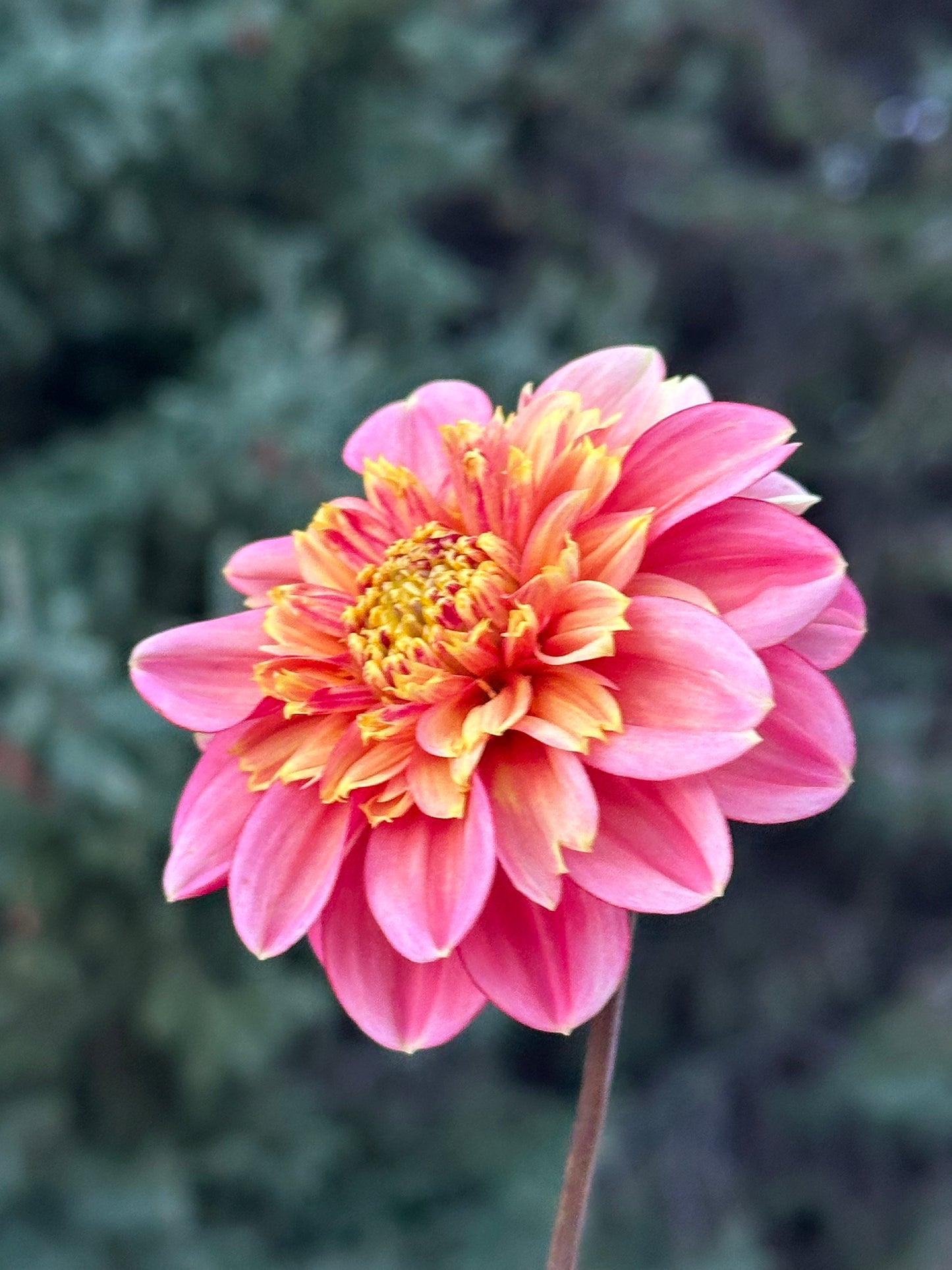BJ's Rival Dahlia Tuber
