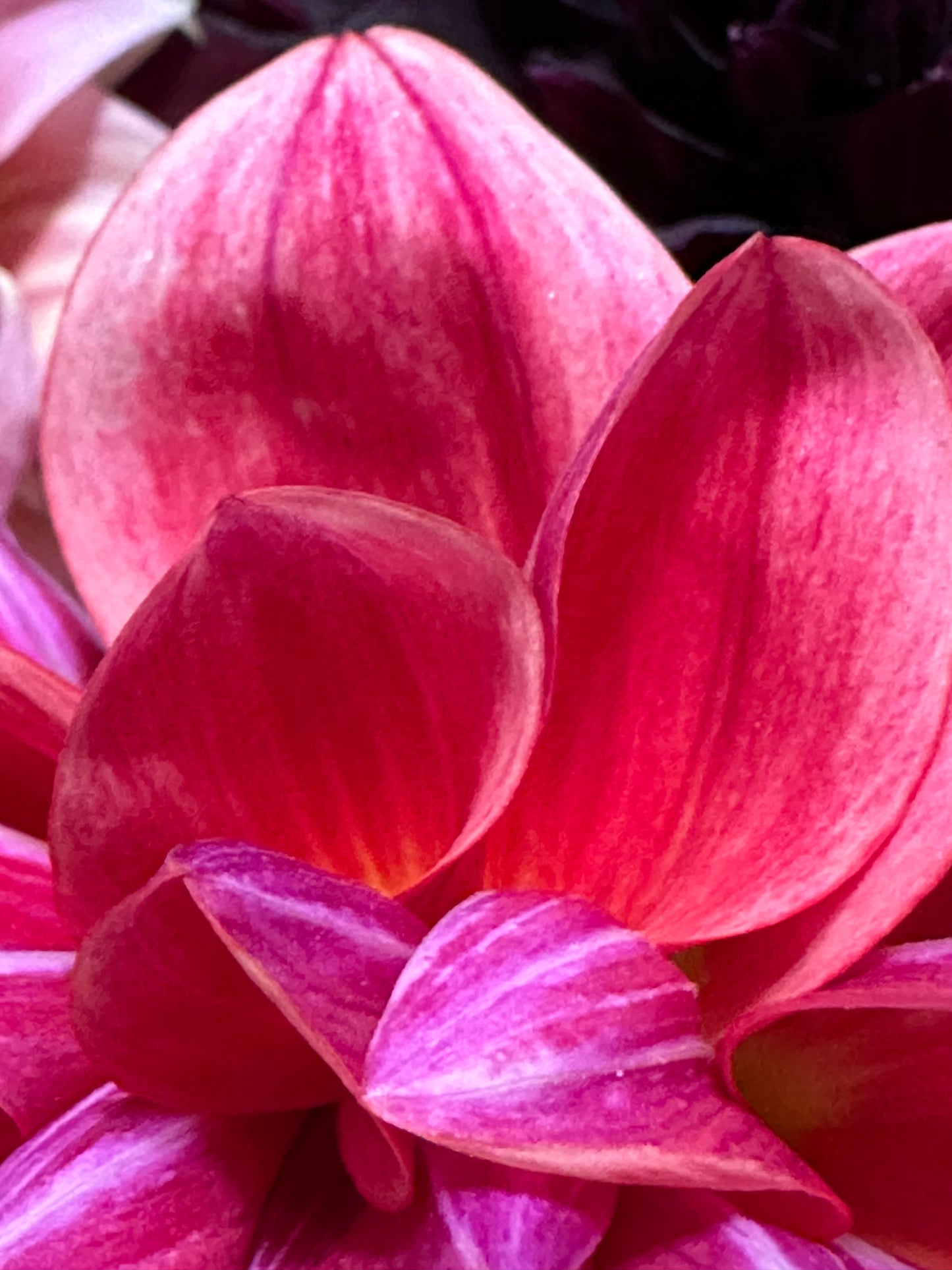All That Jazz Dahlia Tuber