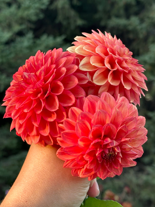 Lakeview Lucky Dahlia Tuber