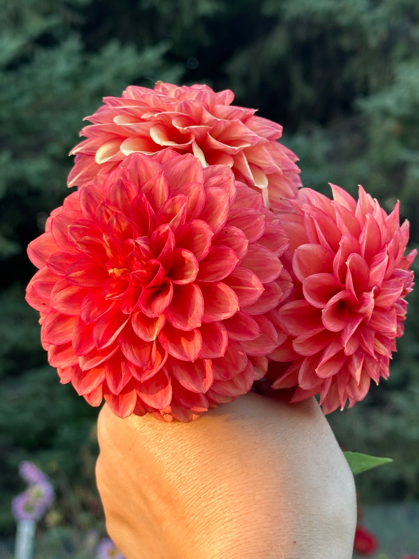 Lakeview Lucky Dahlia Tuber