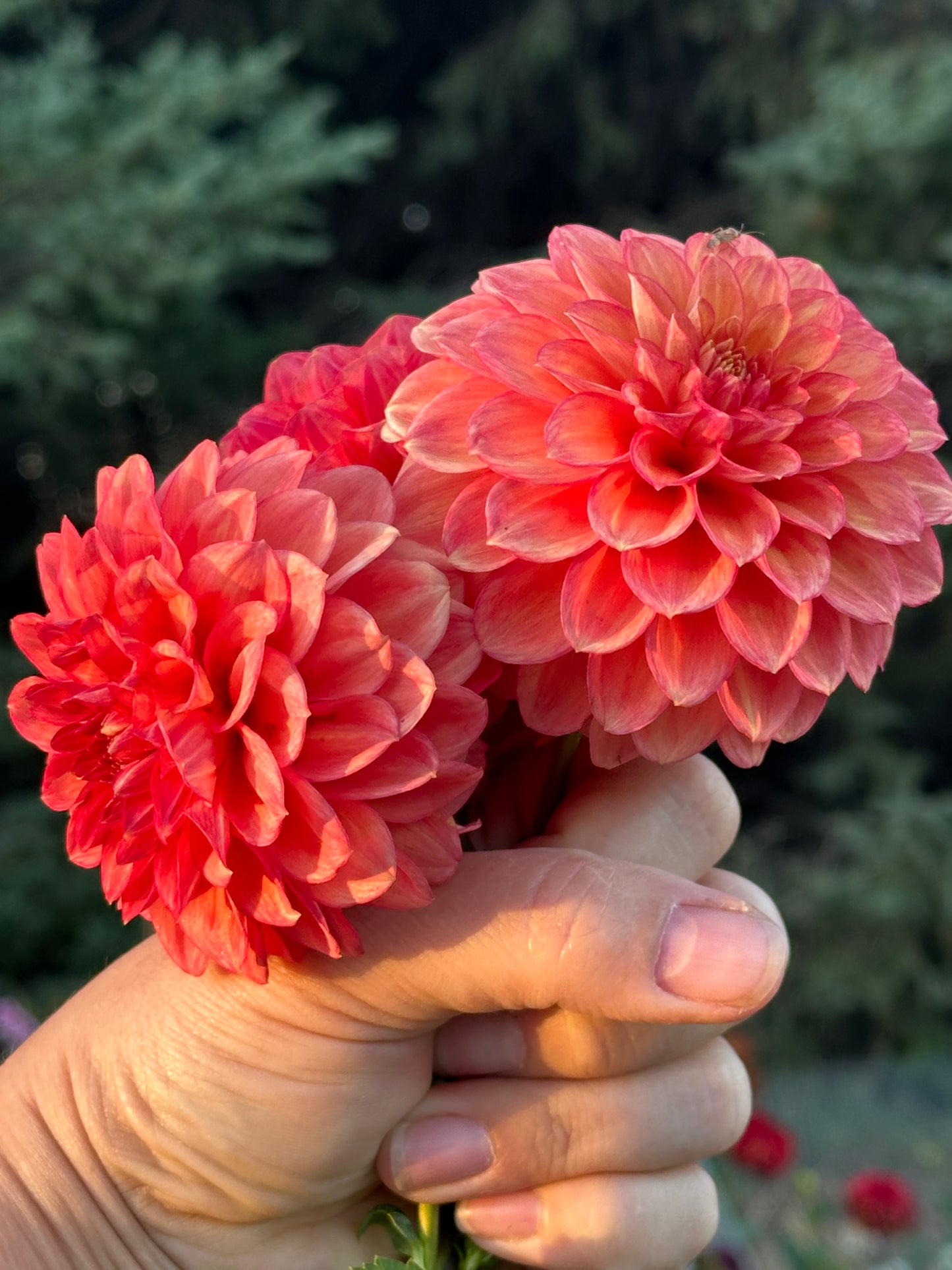 Lakeview Lucky Dahlia Tuber