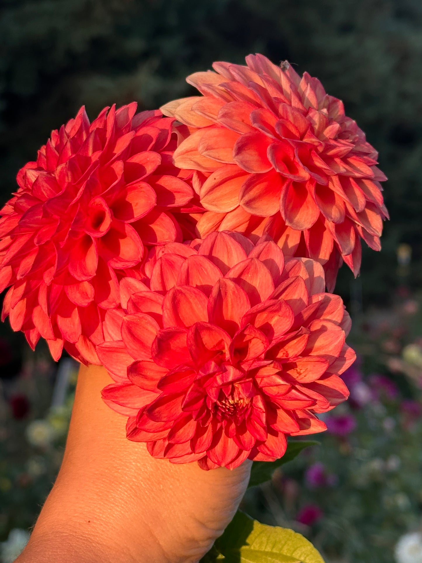 Lakeview Lucky Dahlia Tuber