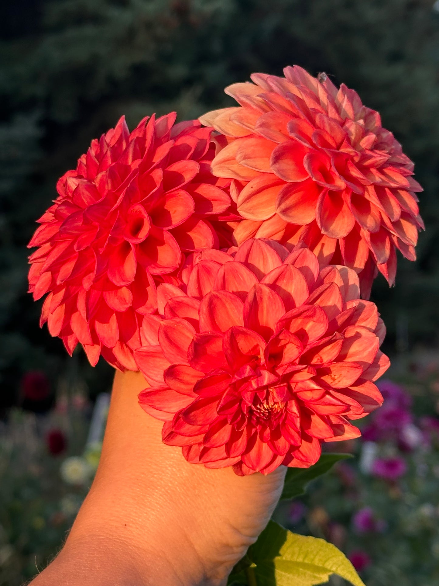 Lakeview Lucky Dahlia Tuber