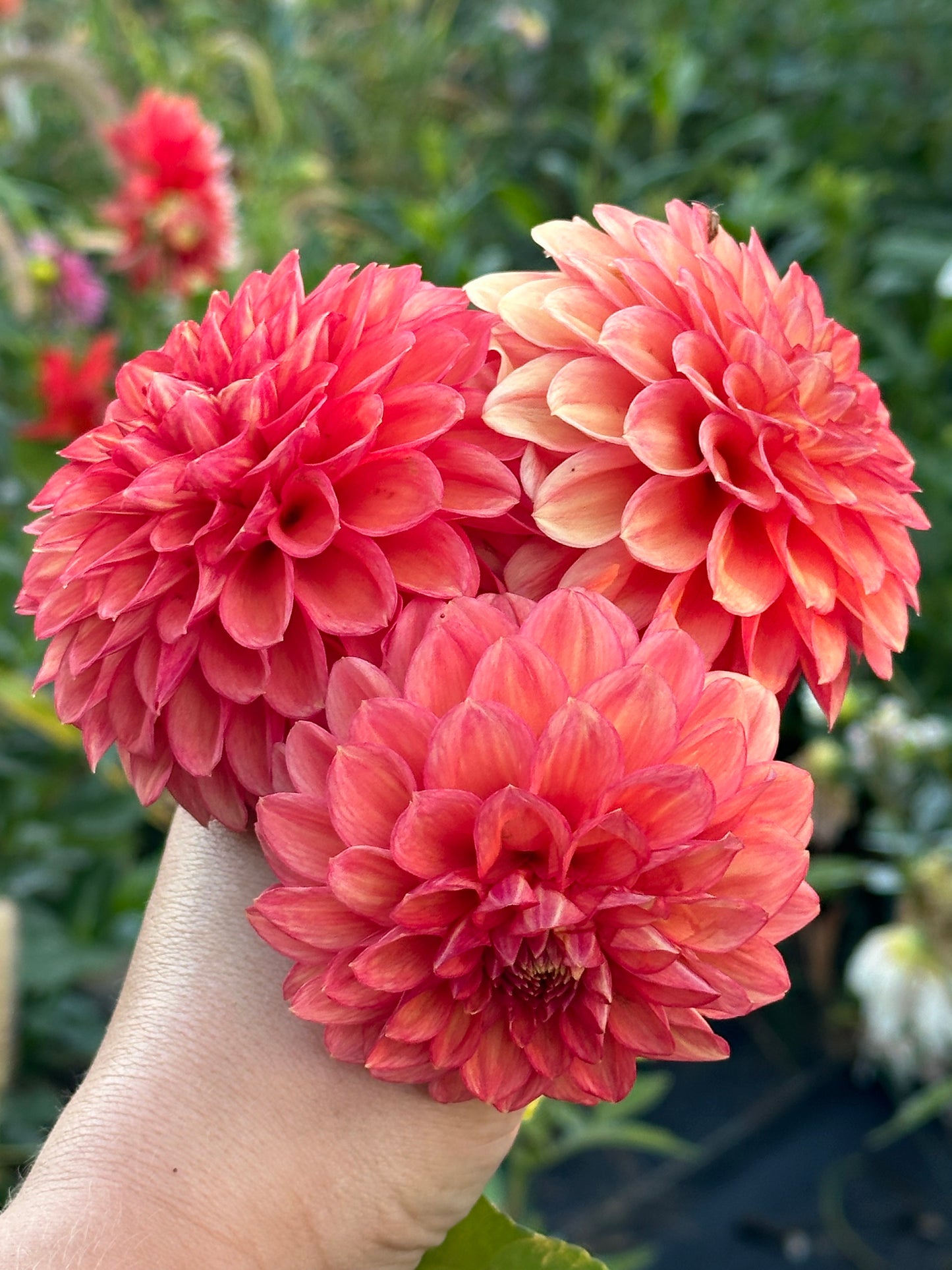 Lakeview Lucky Dahlia Tuber