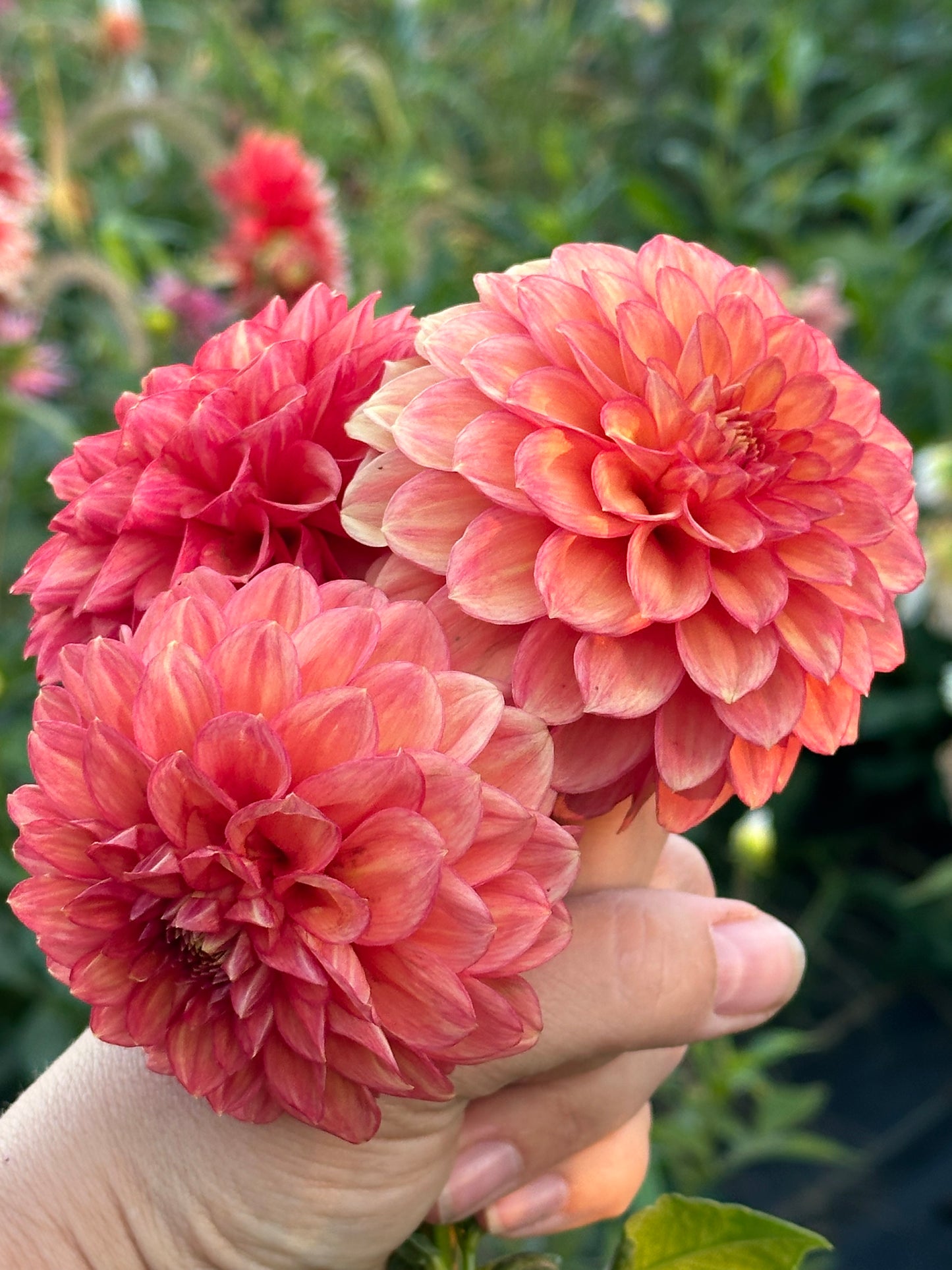 Lakeview Lucky Dahlia Tuber