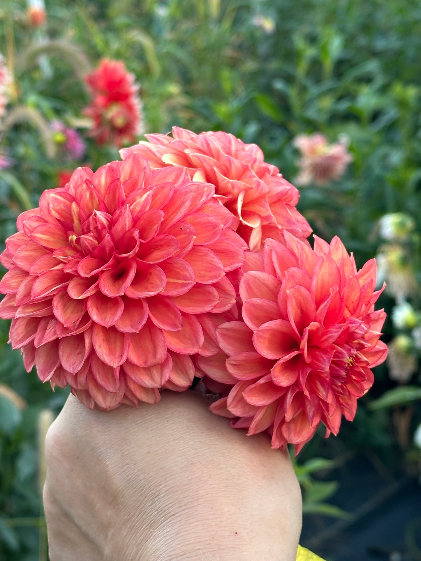 Lakeview Lucky Dahlia Tuber