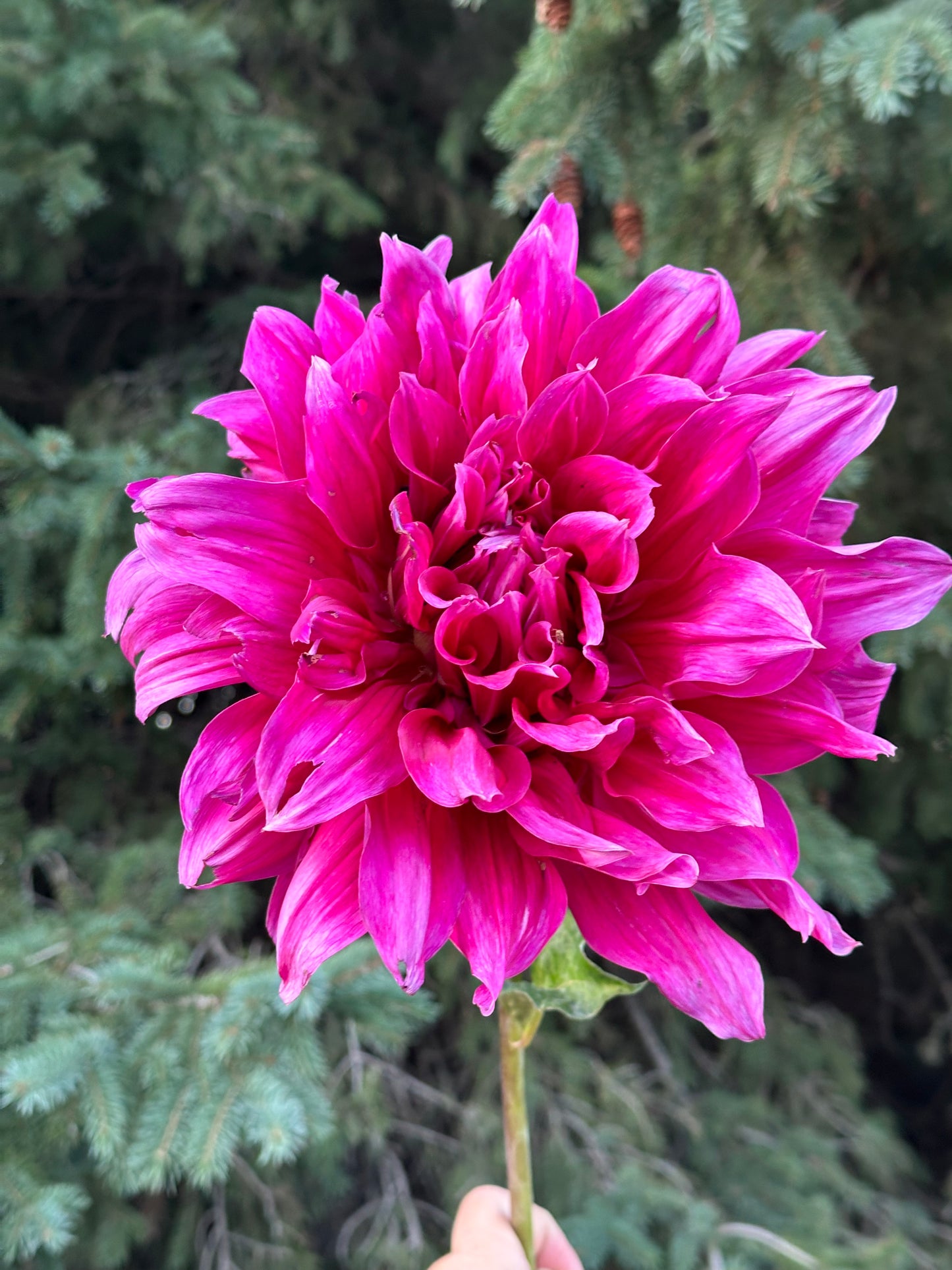 Emory Paul Dahlia Tuber