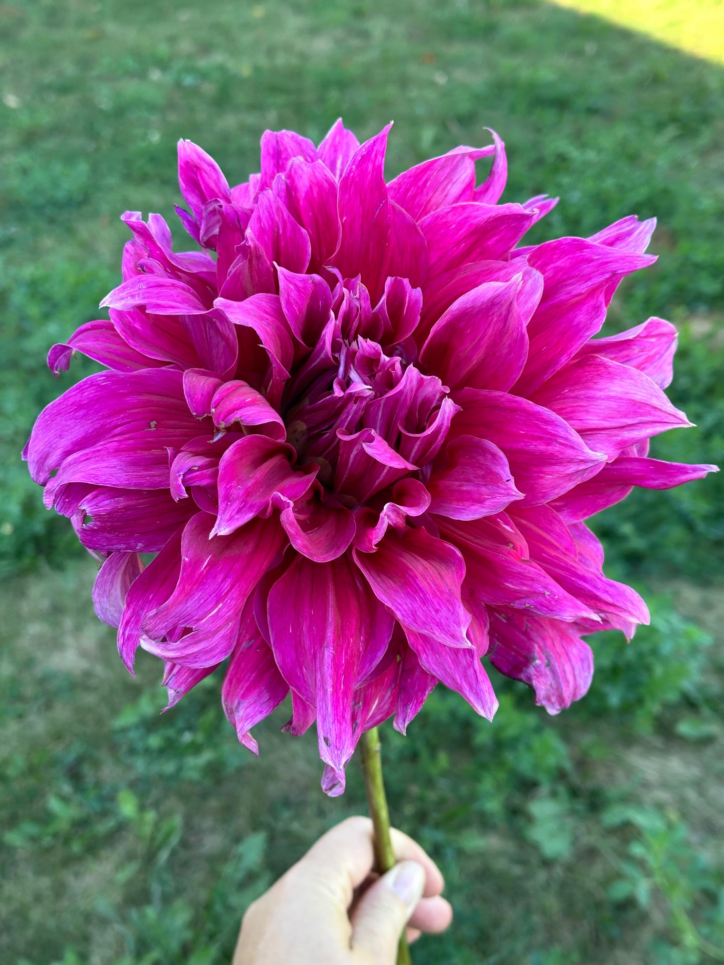 Emory Paul Dahlia Tuber
