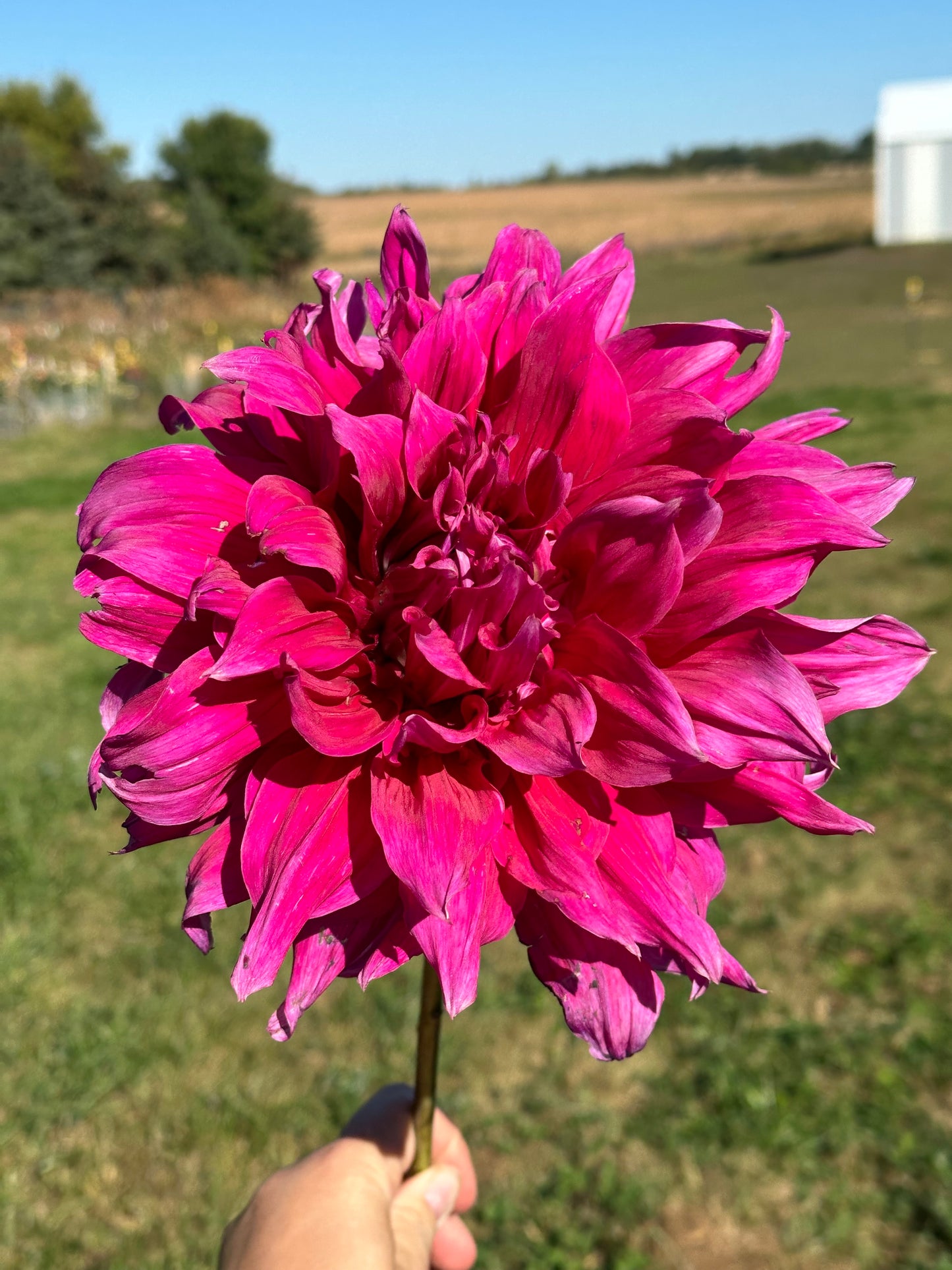 Emory Paul Dahlia Tuber
