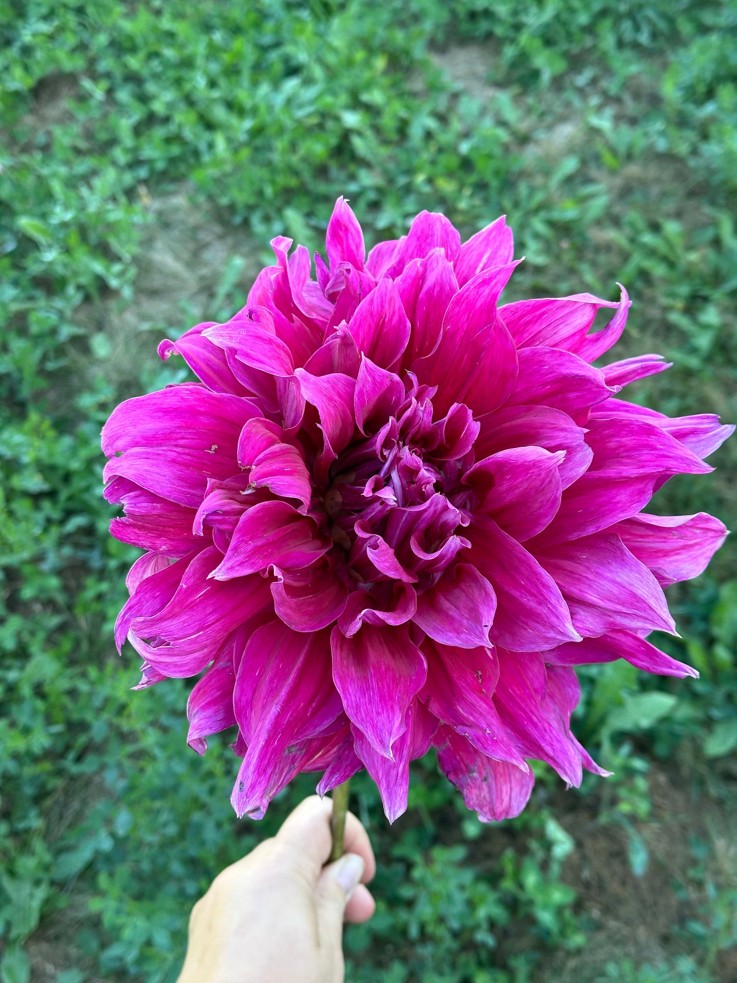 Emory Paul Dahlia Tuber