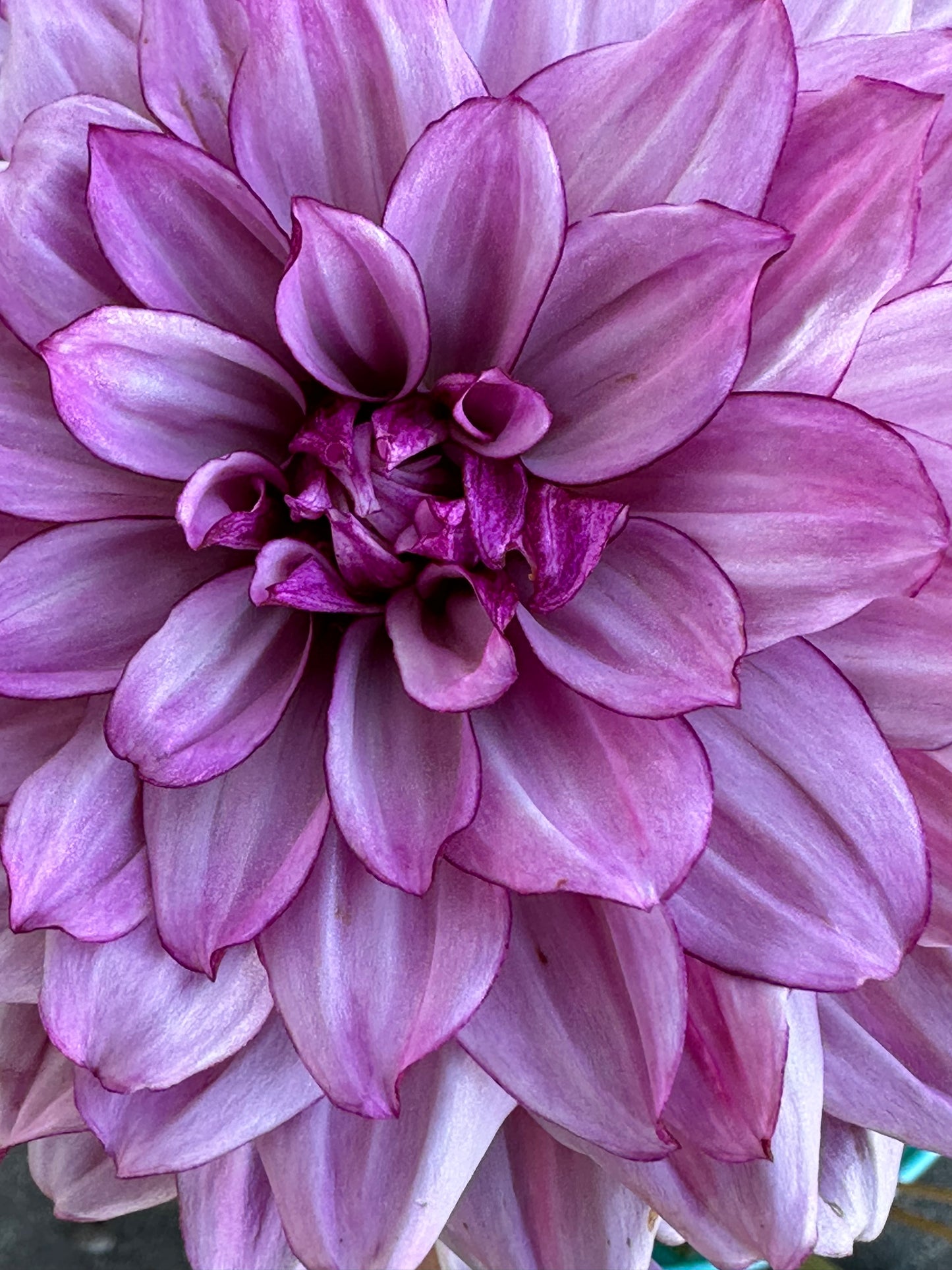Creme De Cassis Dahlia Tuber