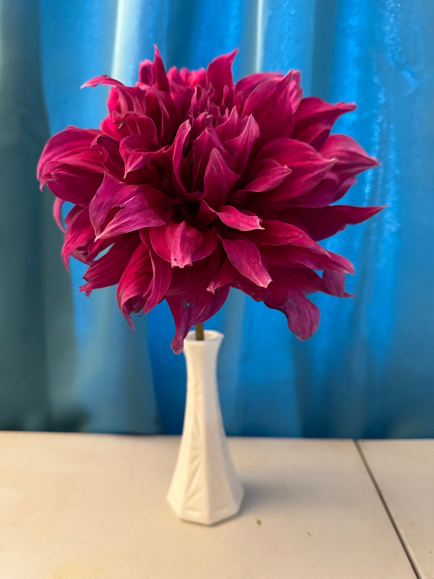 Emory Paul Dahlia Tuber