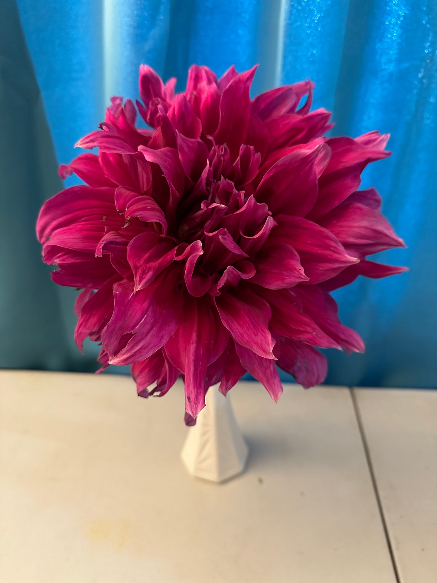 Emory Paul Dahlia Tuber